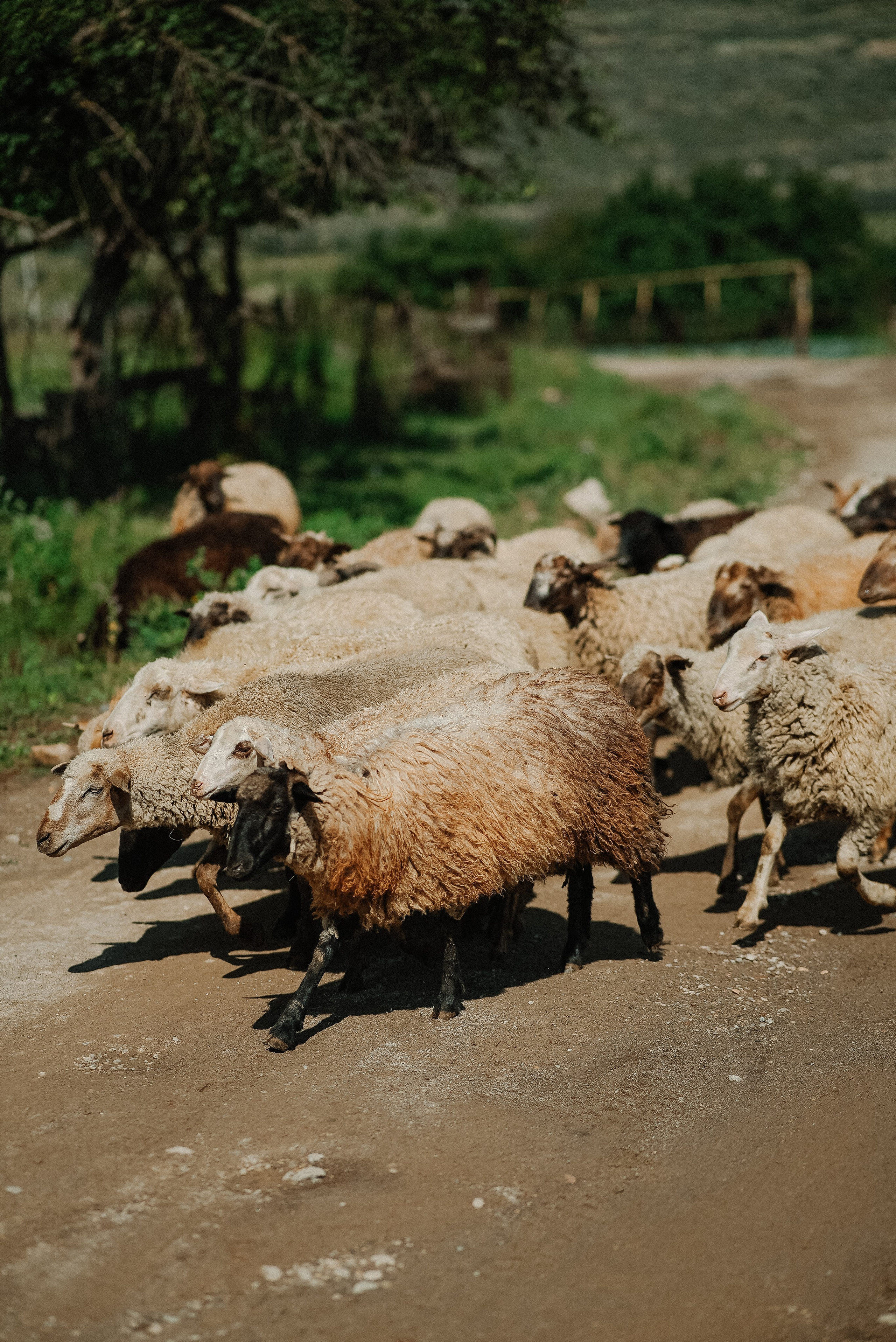 Кабардино-Балкария ✽ Август. Репортажный фотограф | Роза Хутор Красная Поляна Сочи Сириус