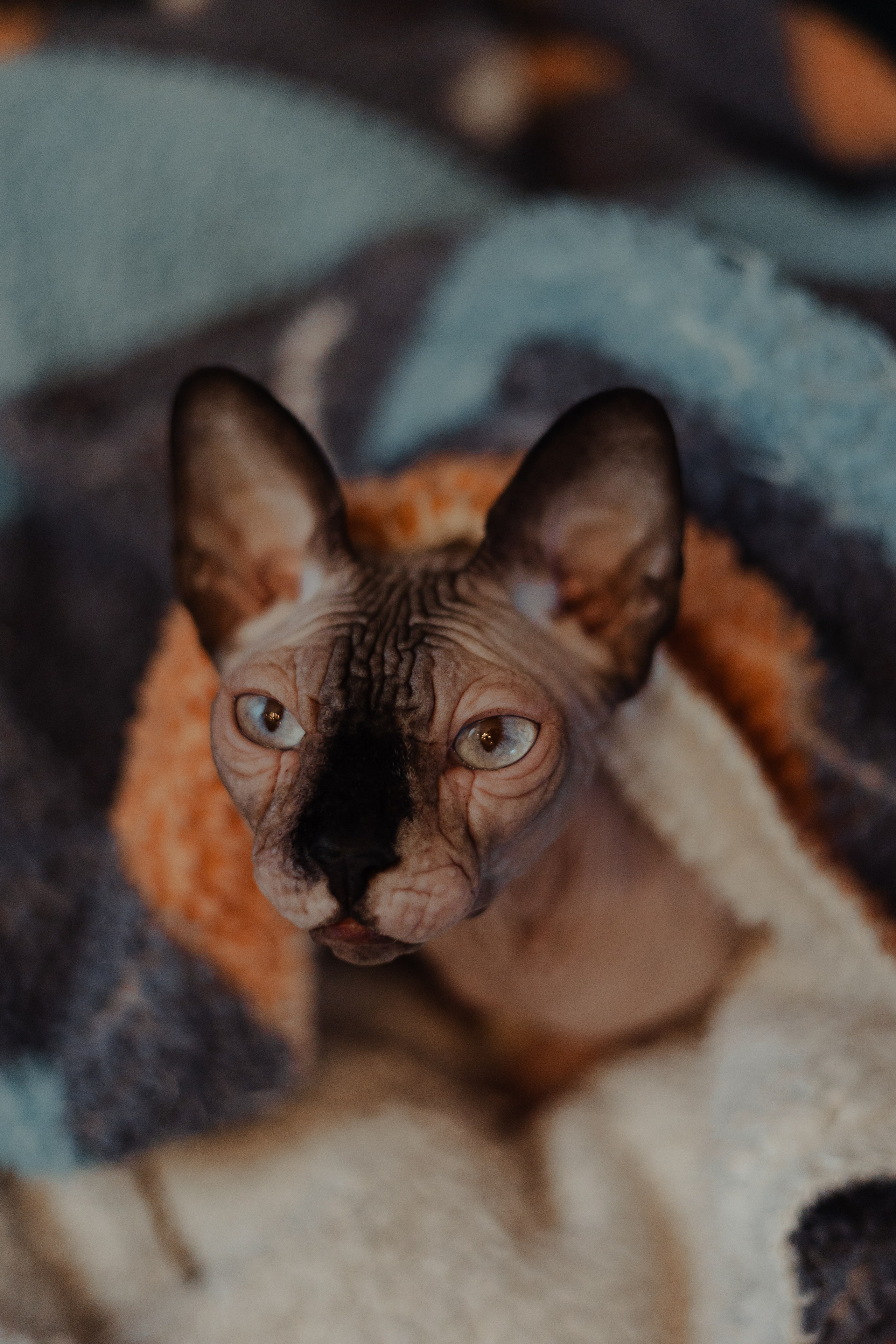 Алина, Илья и их хвосты. Фотограф Анималист Екатерина Справцева в Нижнем Новгороде