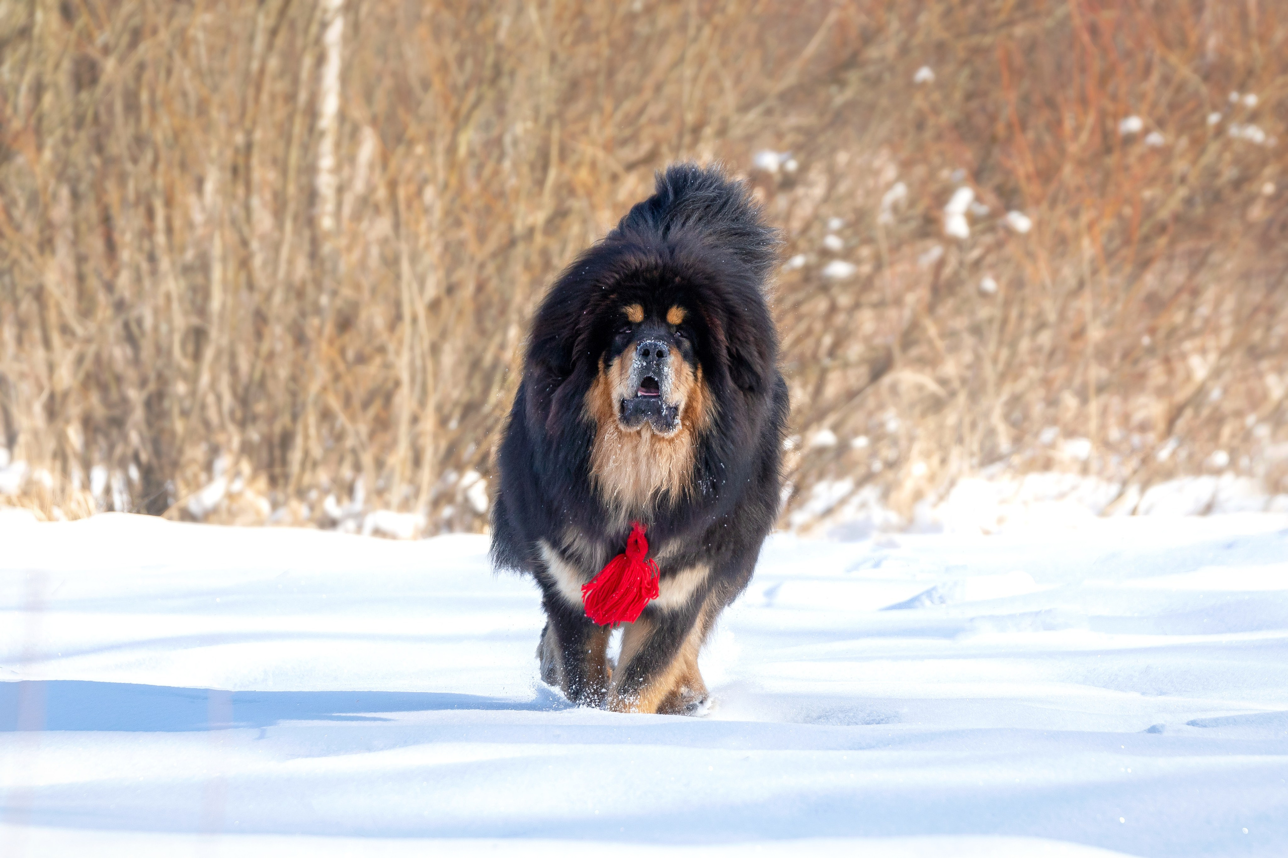 Самбу. Юлия Микульская. Рыбинск