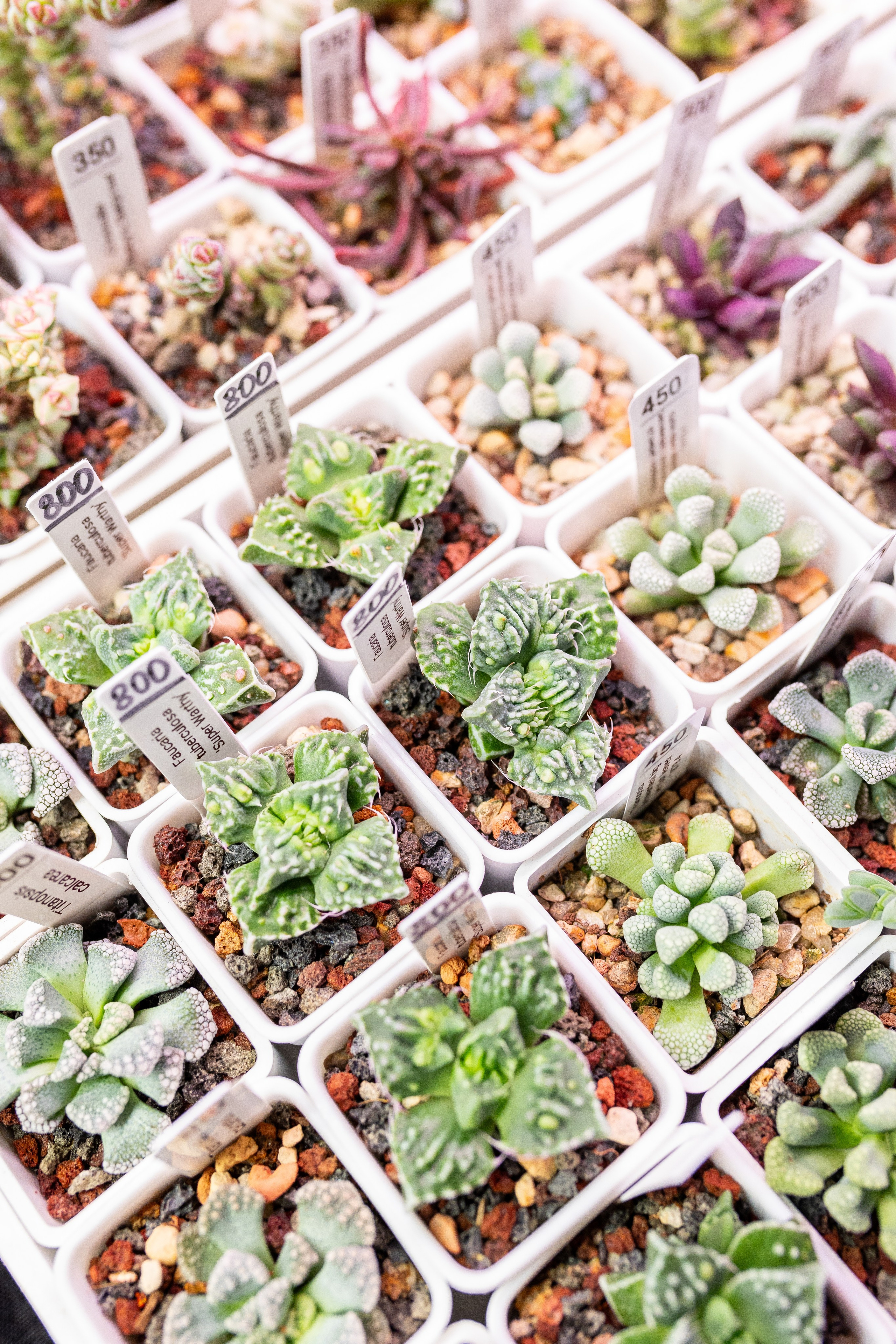 Growbox декабрь 2025. Александра Куликова фотограф, Москва