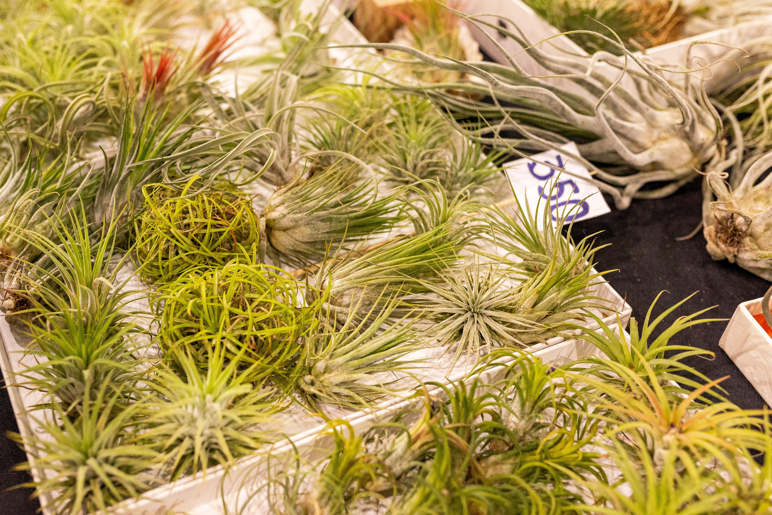 Green_Rare Ярмарка февраль 2025. Александра Куликова фотограф, Москва