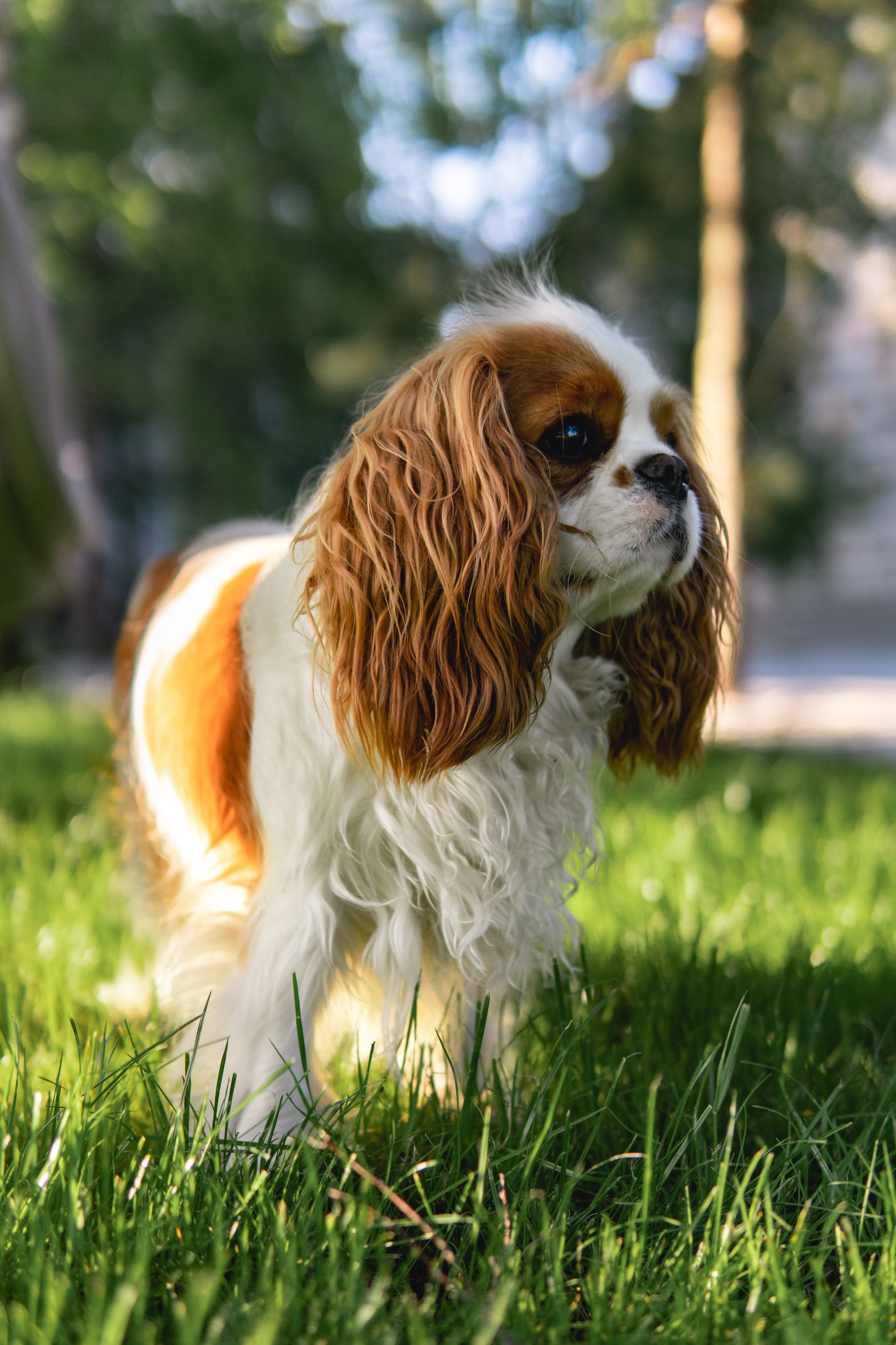 Belle Destino (питомник): майское солнышко. Портретный и репортажный фотограф в Воронеже: Анастасия Пузикова