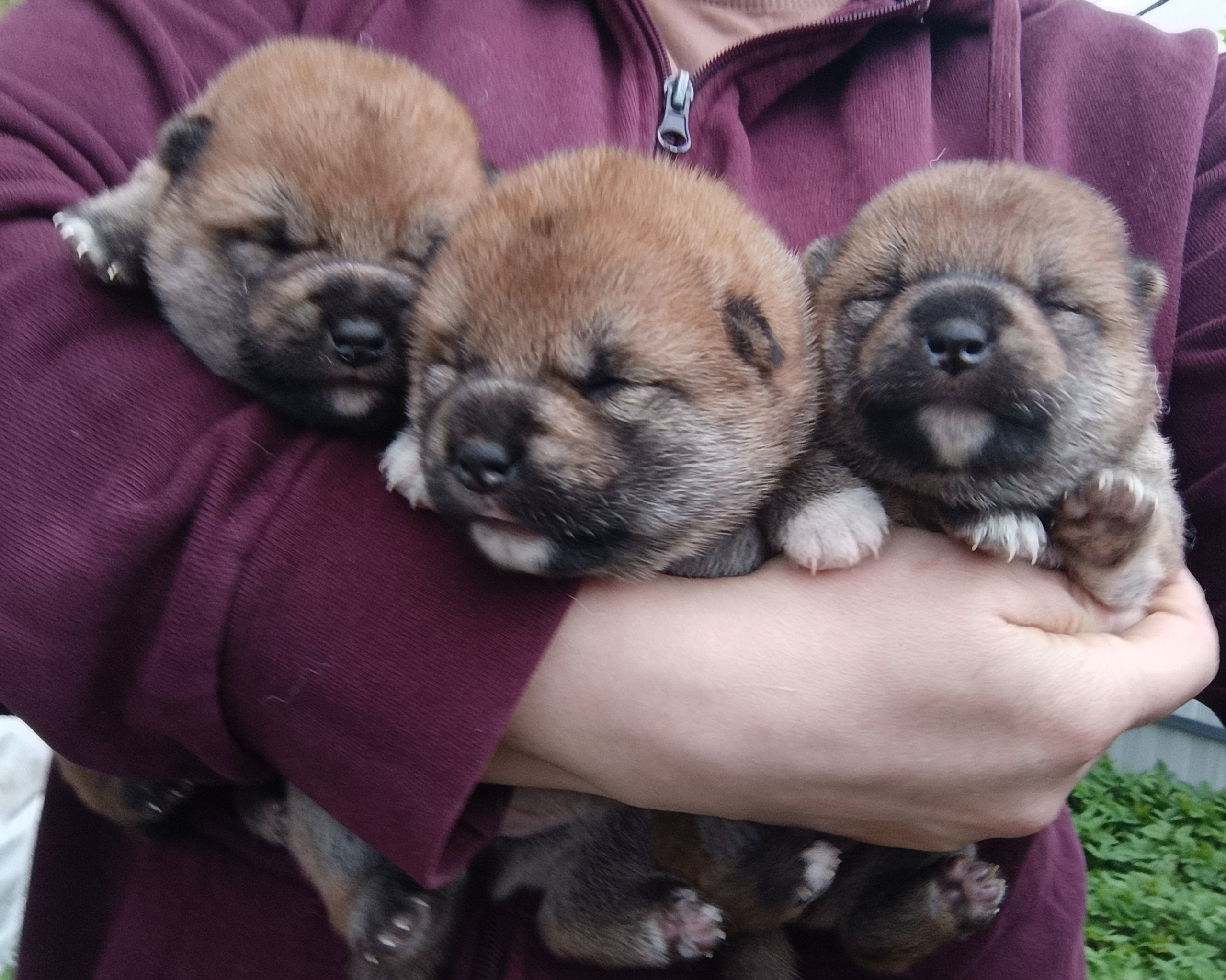 сиба питомник Рубилайт щенки на продажу rubylight  сиба щенки купить СПб Санкт-Петербург