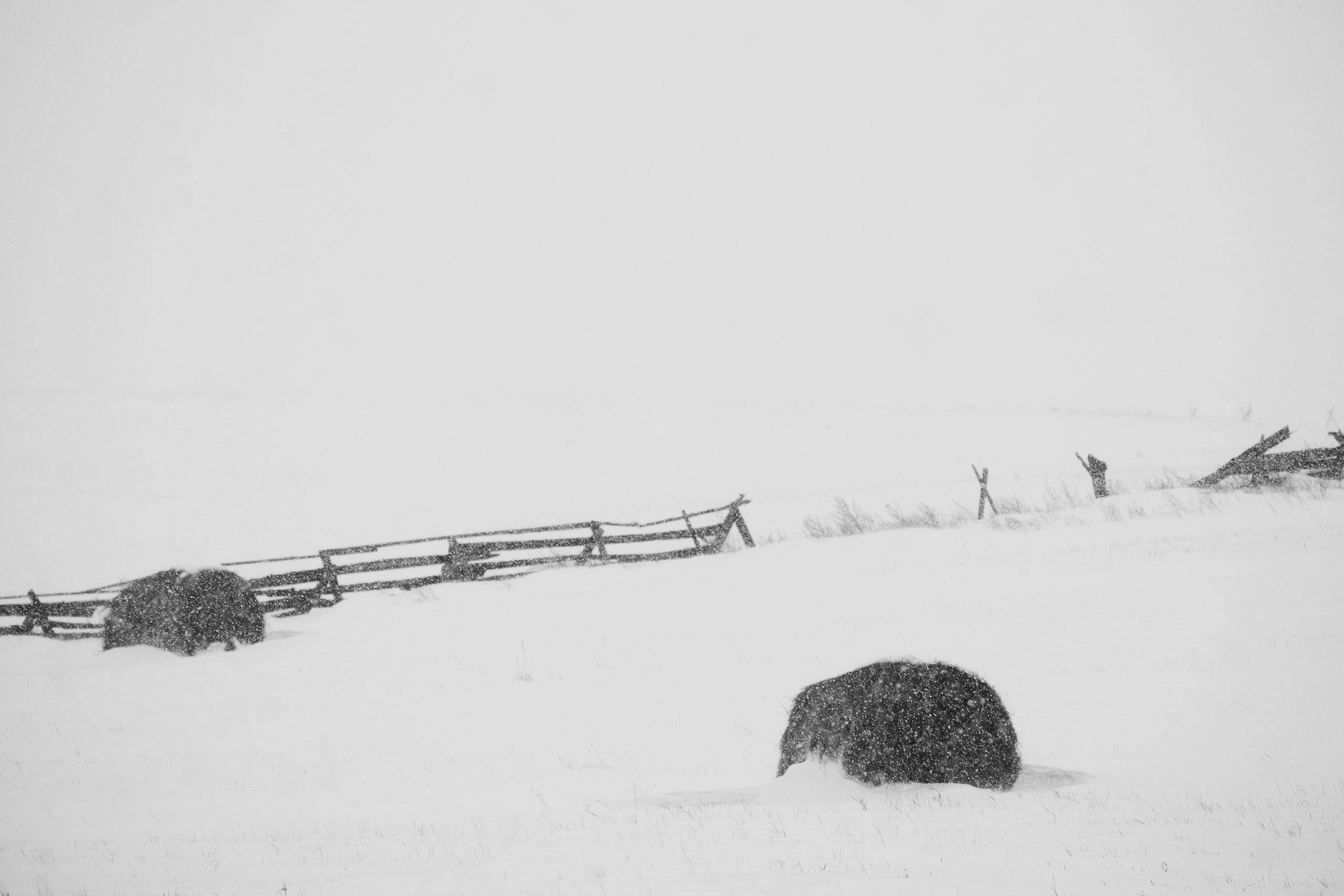 Silence. Irina Borodina