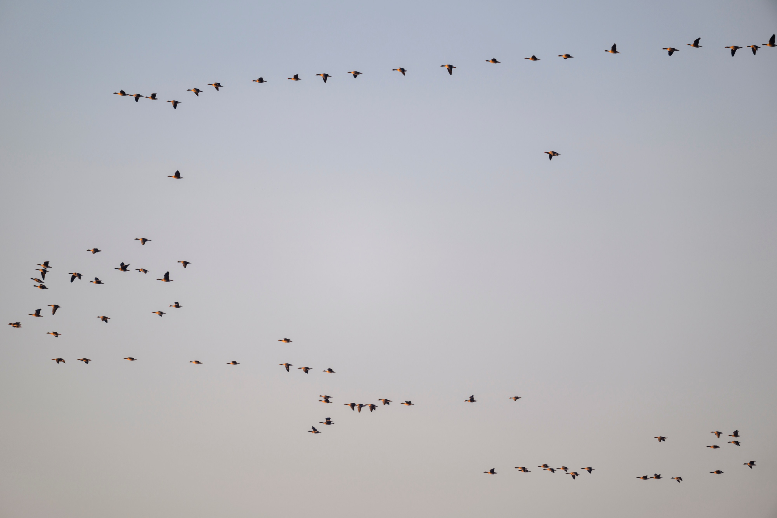 Гуси и ондатра. Фотограф Сергей Пупонин