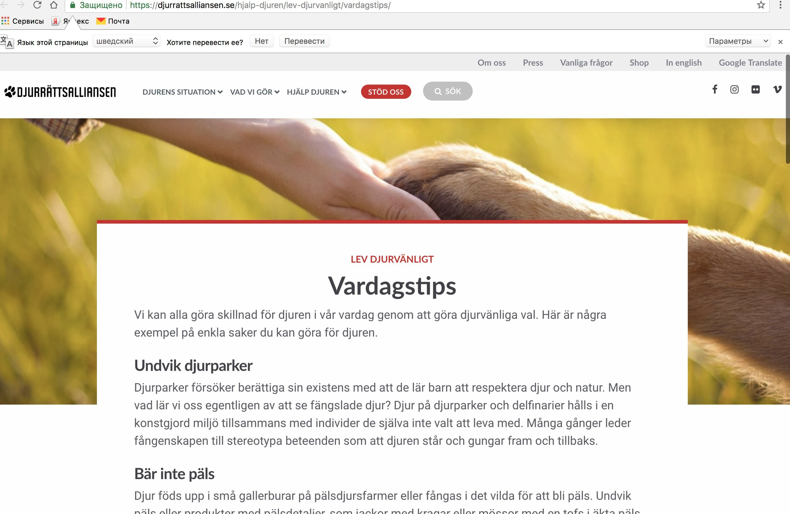 О фотографе TitAnya. Фотограф собак, фотограф-анималист Аня Титова (Titanya). Москва