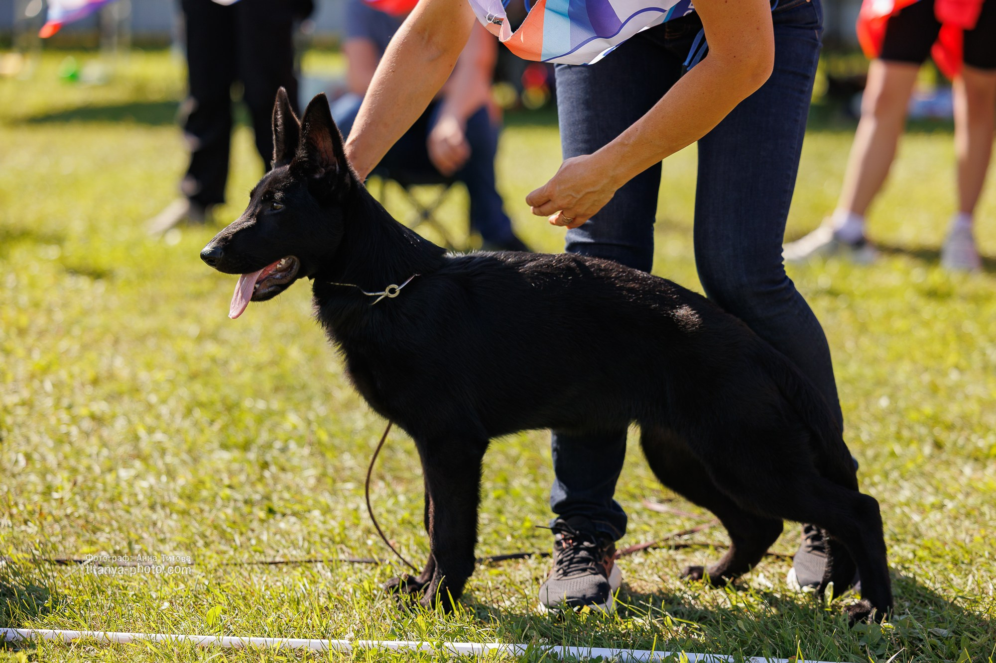 Немецкие овчарки: фото из рингов и вне ринга, мутпроба (фотографии с выставок). Фотограф собак, фотограф-анималист Аня Титова (Titanya). Москва