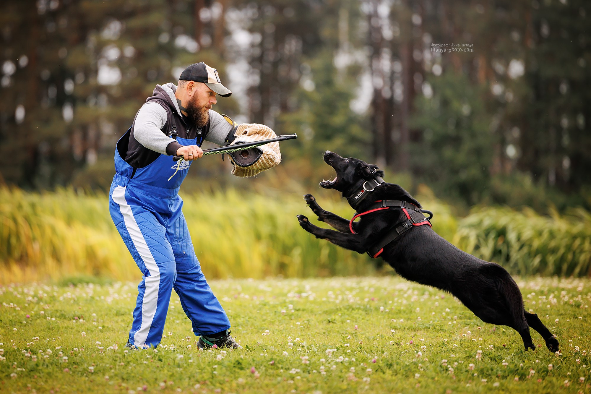 Фото немецких овчарок. Фотограф собак, фотограф-анималист Аня Титова (Titanya). Москва