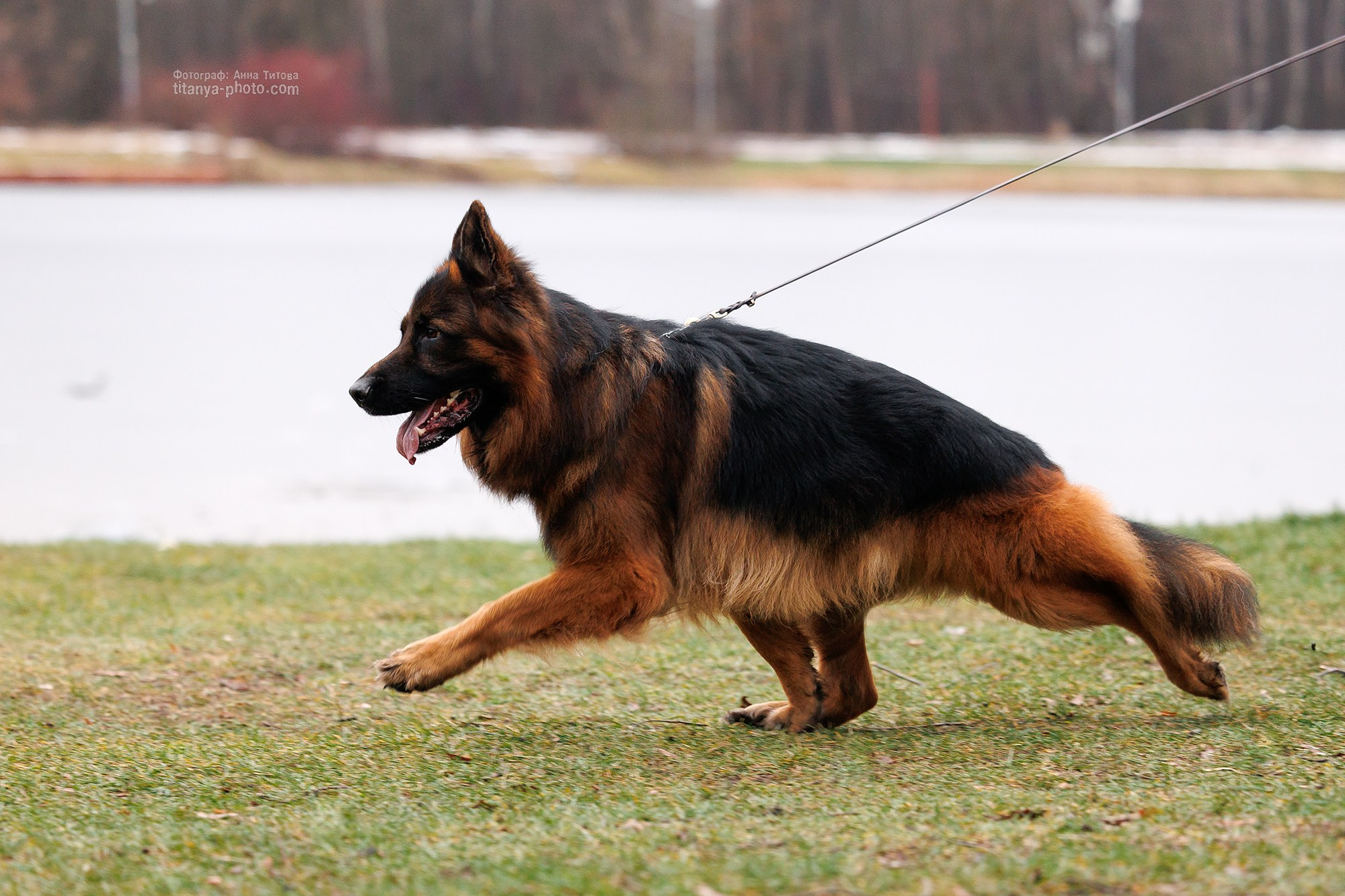 Фото немецких овчарок. Фотограф собак, фотограф-анималист Аня Титова (Titanya). Москва