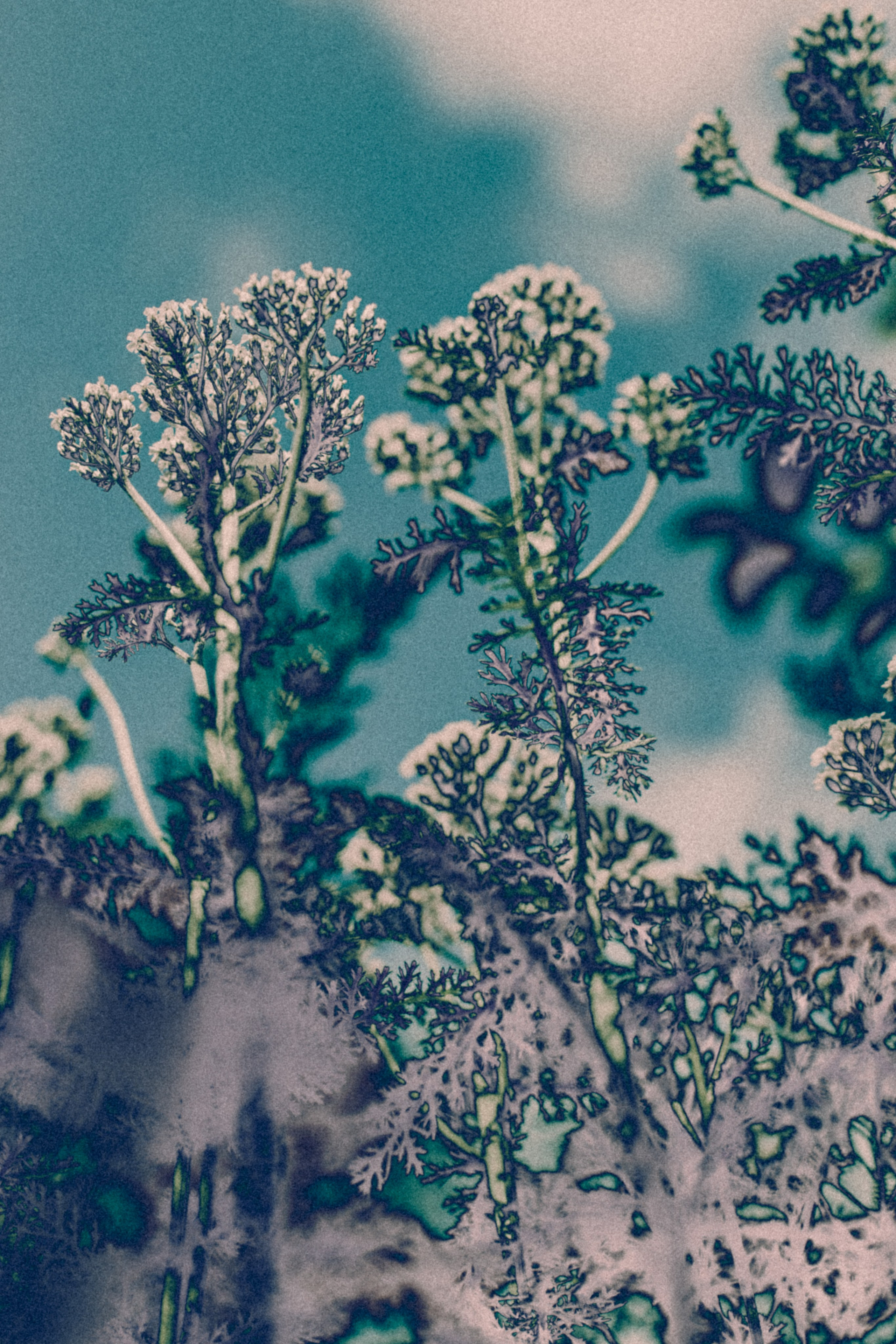 NON-EXISTENT FLOWERS. Фотограф Евгений Чащихин RGB АРХИТЕКТОР в Перми