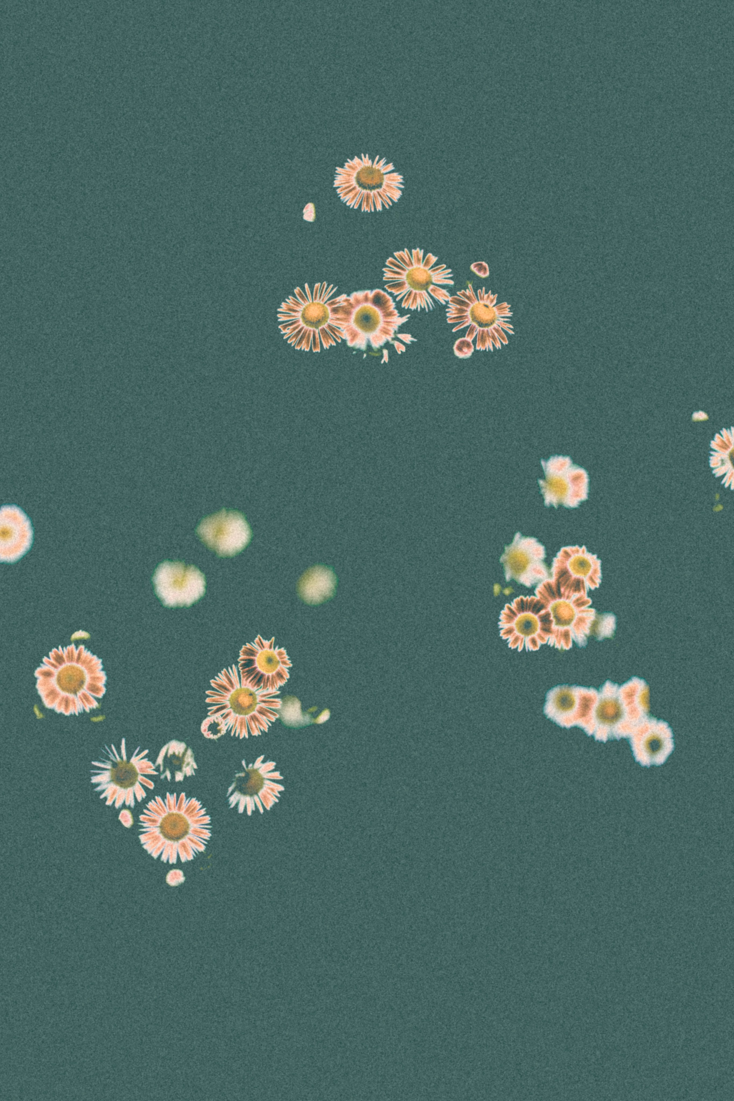 NON-EXISTENT FLOWERS. Фотограф Евгений Чащихин RGB АРХИТЕКТОР в Перми