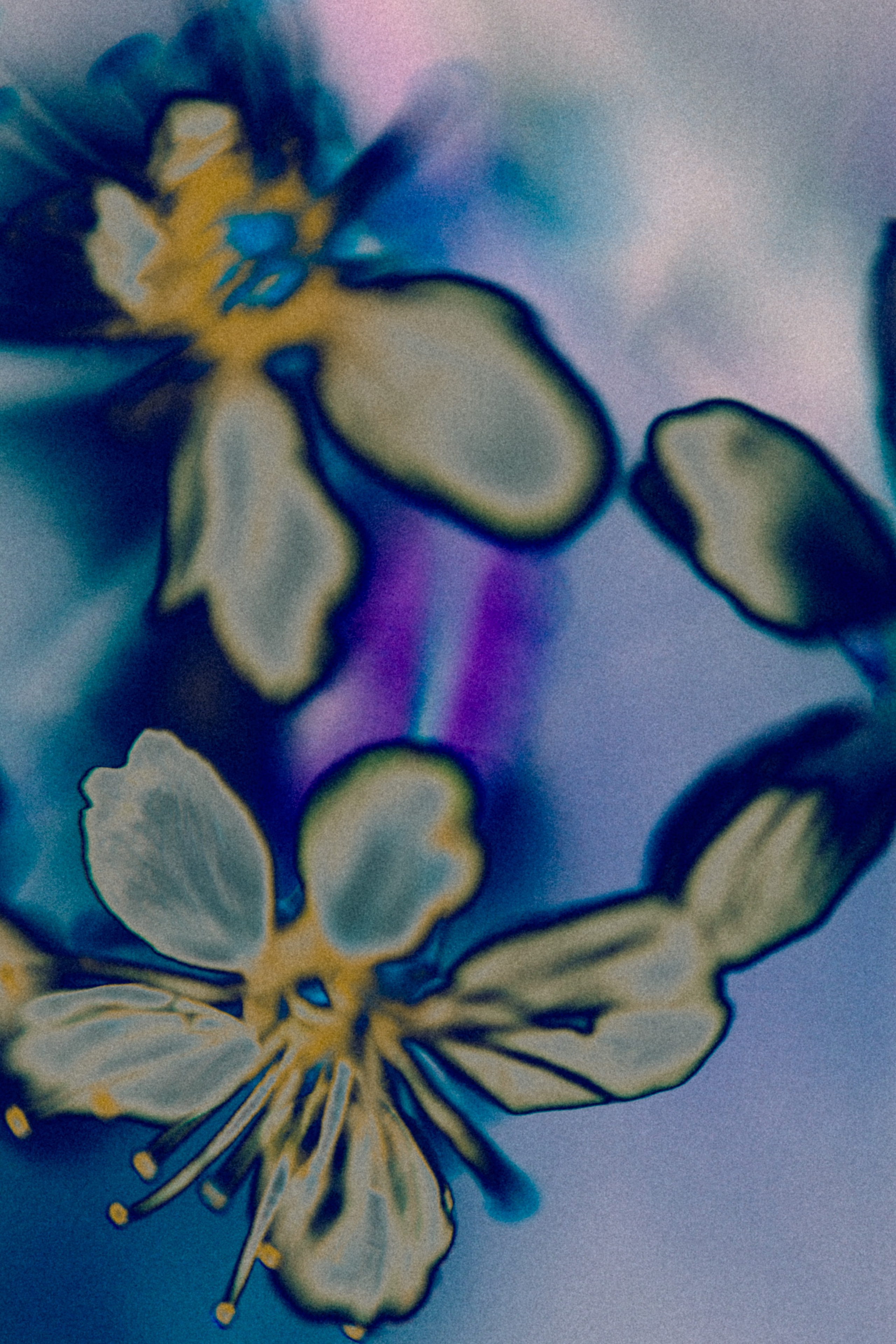 NON-EXISTENT FLOWERS. Фотограф Евгений Чащихин RGB АРХИТЕКТОР в Перми