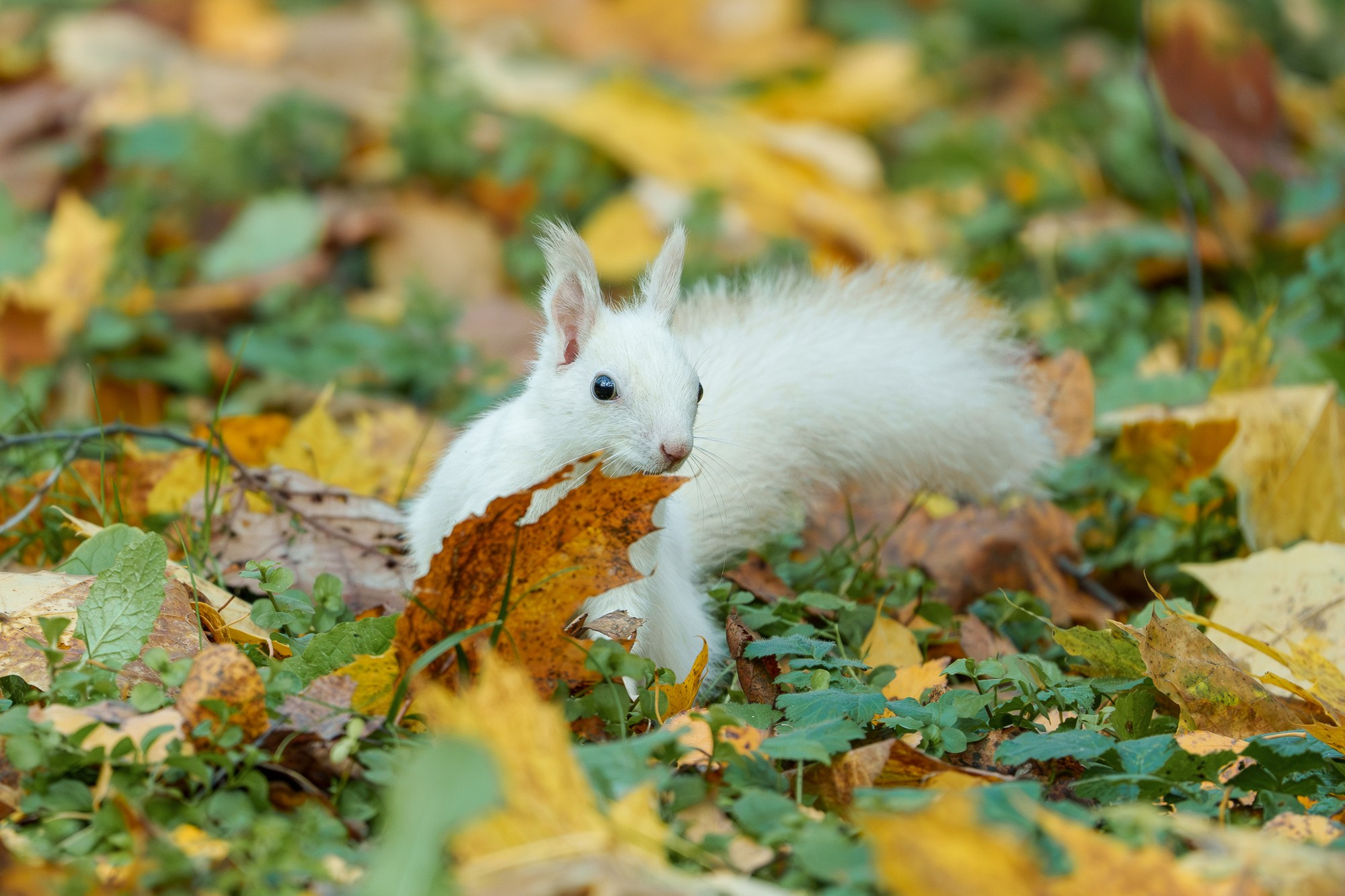 Животные. Ваш личный фотограф Марина Волкова