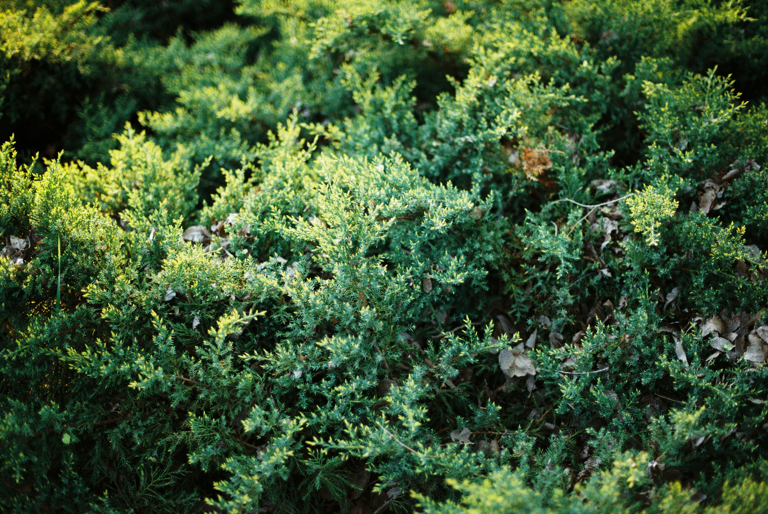 Ботанический сад, апрель 2026. Репортажный и портретный фотограф в Алматы — Дарья Фёдорова