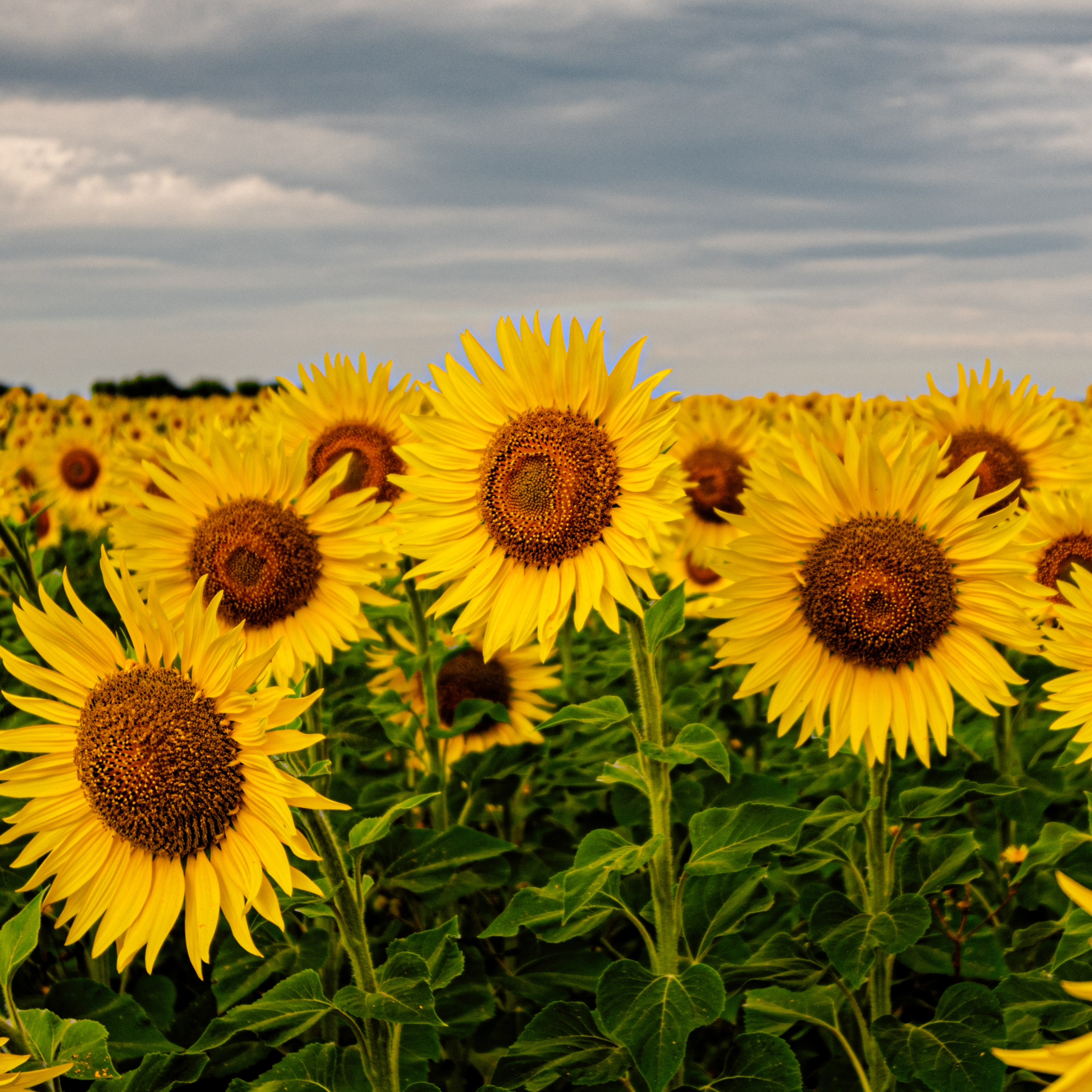 Природа Самарской области в кадре. Дикие степи, Жигулёвские горы и волжские просторы — авторские фотографии уникальных ландшафтов. Фотограф Самара — репортажная, свадебная, интерьерная съёмка от Ильи Петрова, профессионала своего дела