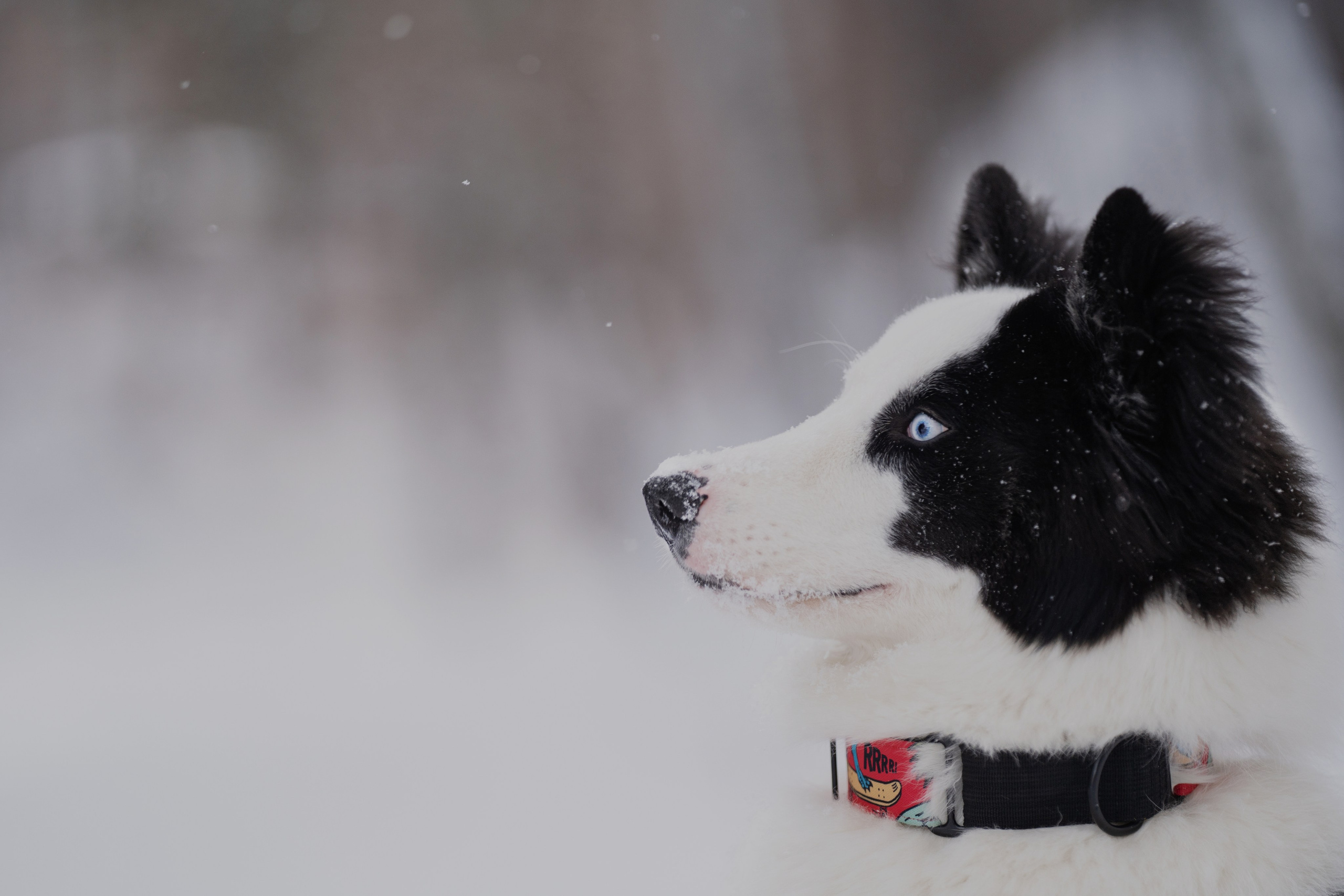 Ликер. Kameramotor74