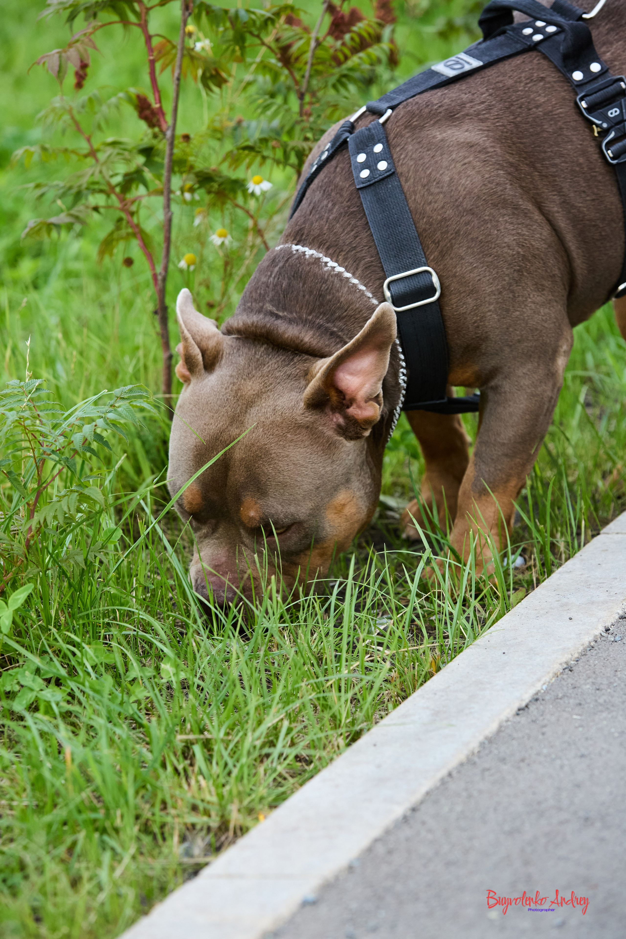 Проект фотопрогулка с хвостиком. Buyvolenko Andrey
