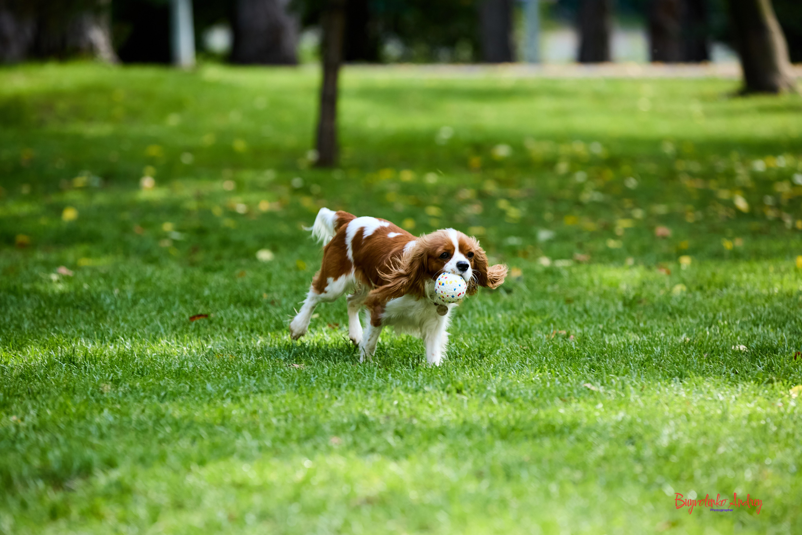 Фотопрогулка с кавалерами. Buyvolenko Andrey