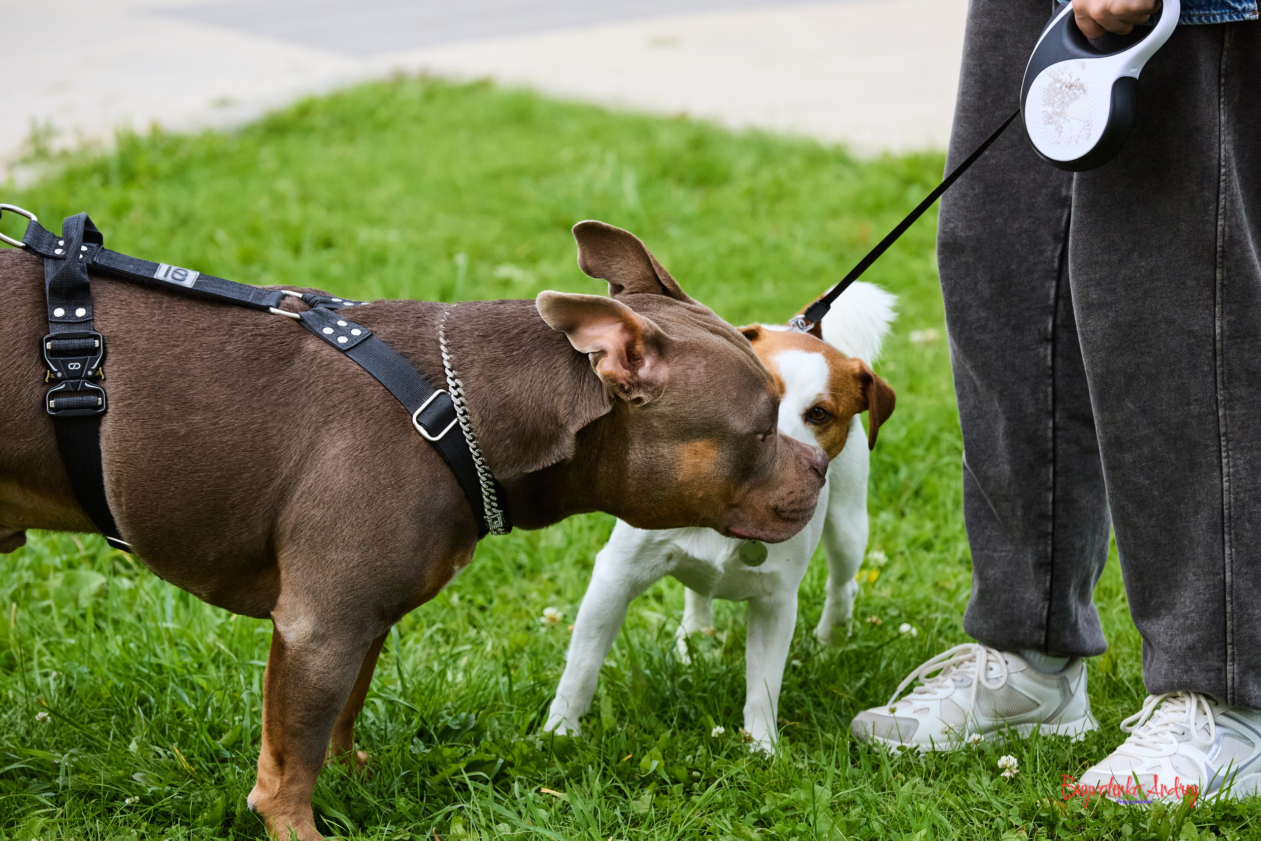 Проект фотопрогулка с хвостиком. Buyvolenko Andrey