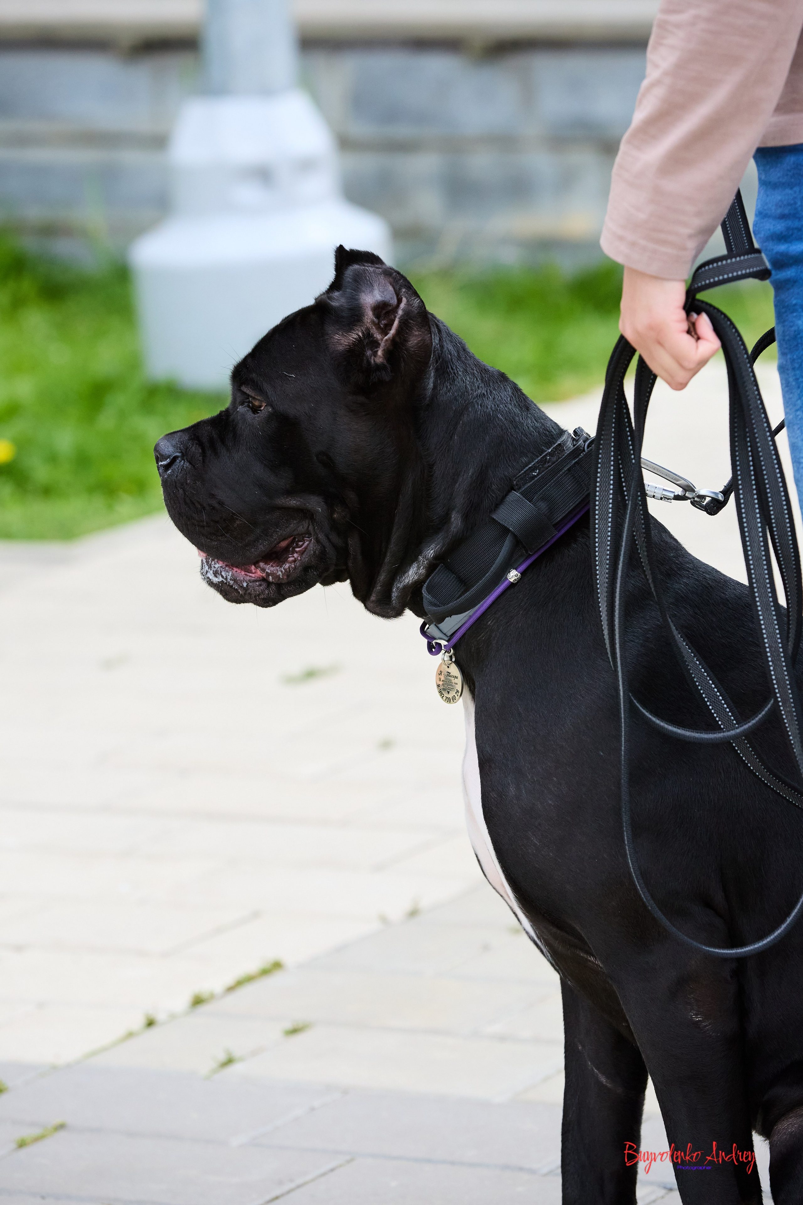 Проект фотопрогулка с хвостиком. Buyvolenko Andrey