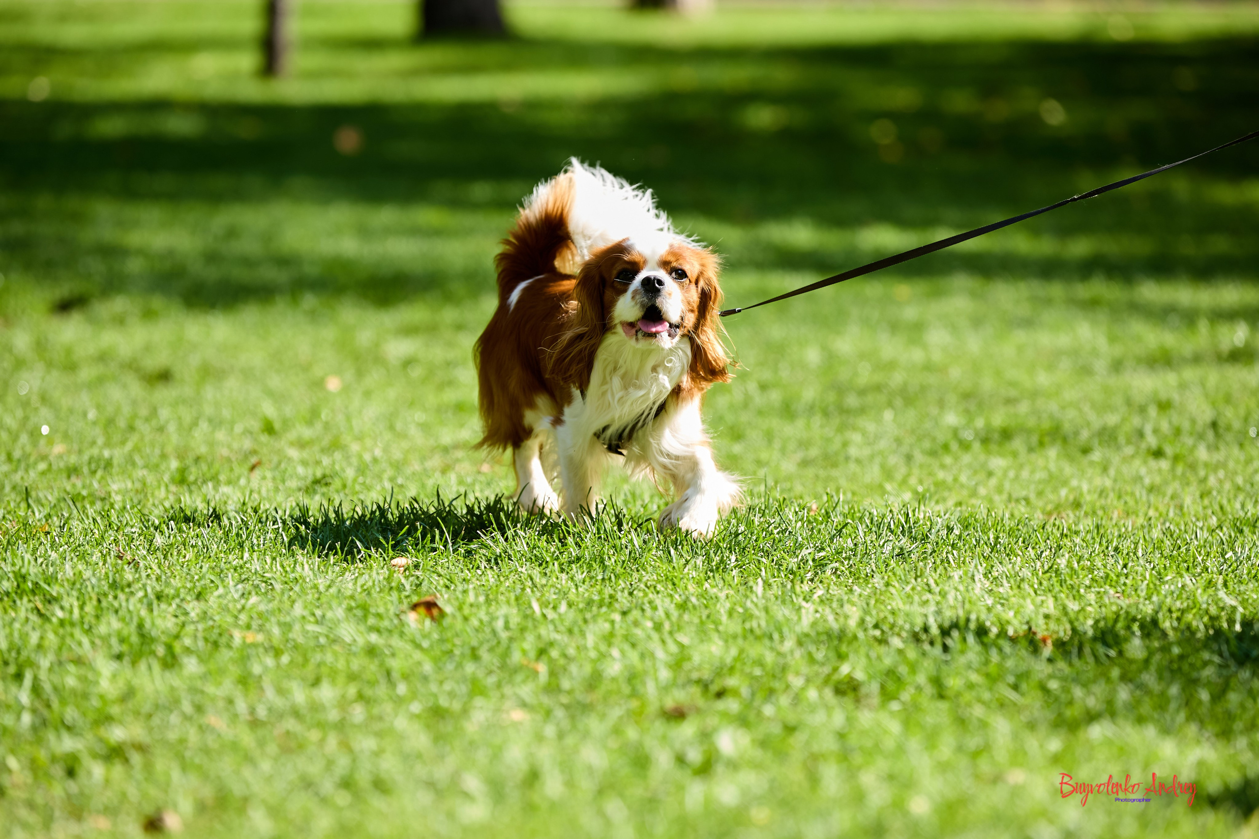 Фотопрогулка с кавалерами. Buyvolenko Andrey