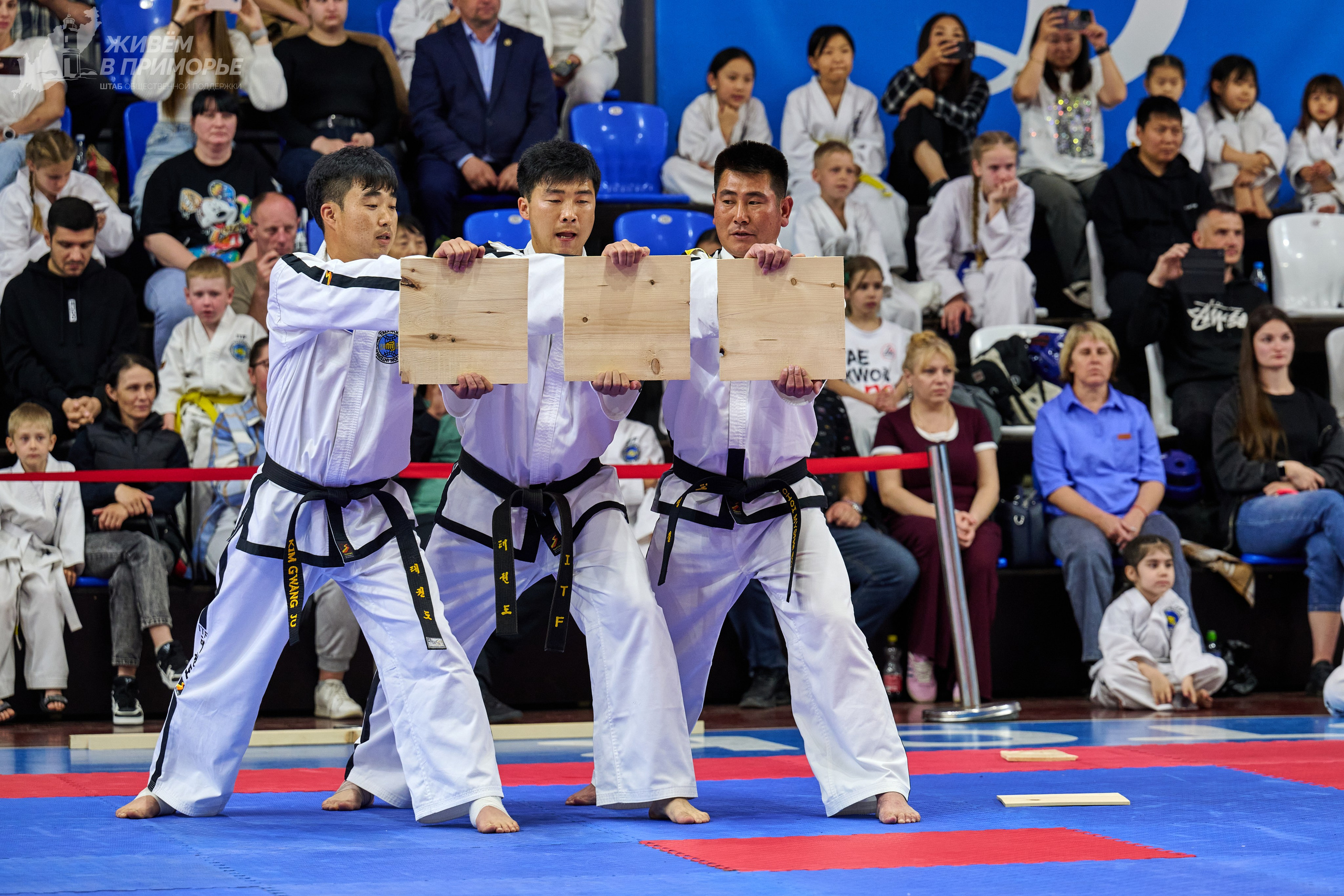 Кубок губернатора по тхэквондо. Профессиональный репортажный фотограф Инесса Иминова