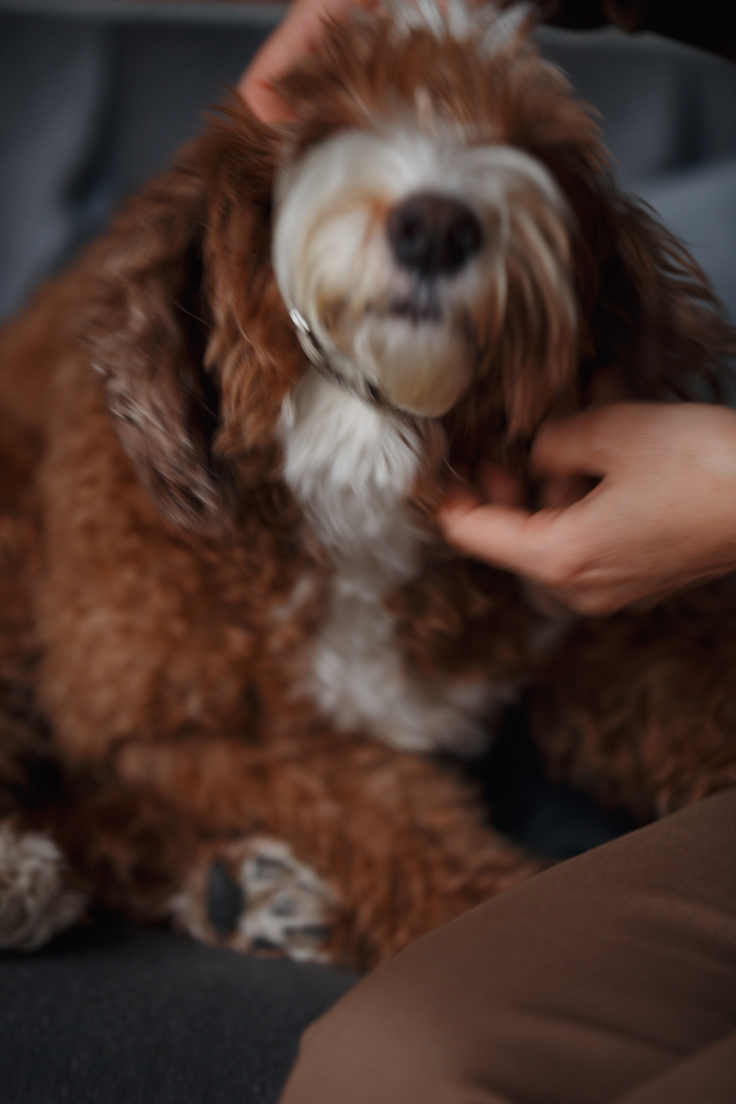 Bmbh лежанки и адресники. Фотограф анималист Кристина Карпова, Москва