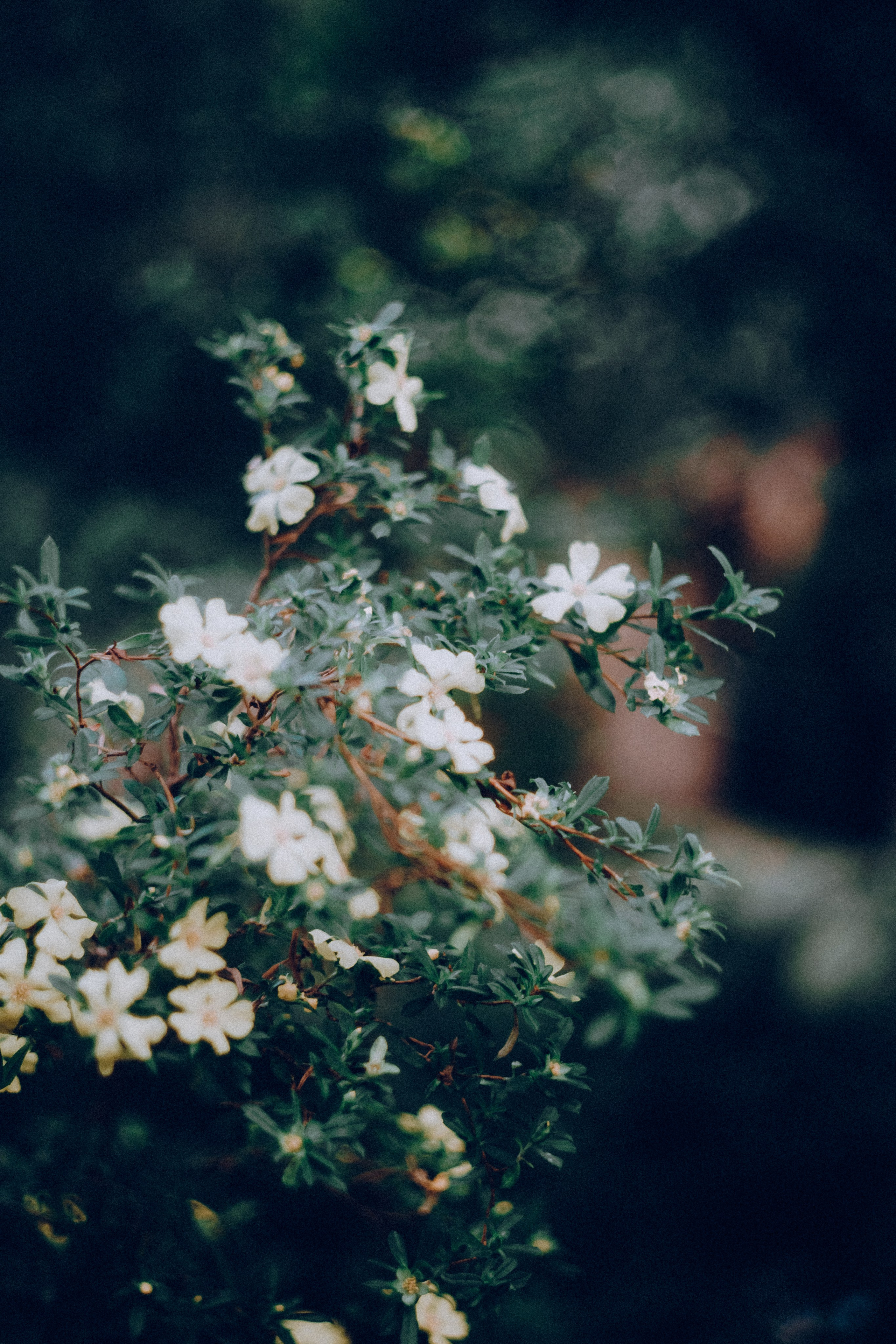 Botanical. Портретный и свадебный фотограф в Москве и Санкт-Петербурге. Учитель фотографии онлайн и оффлайн