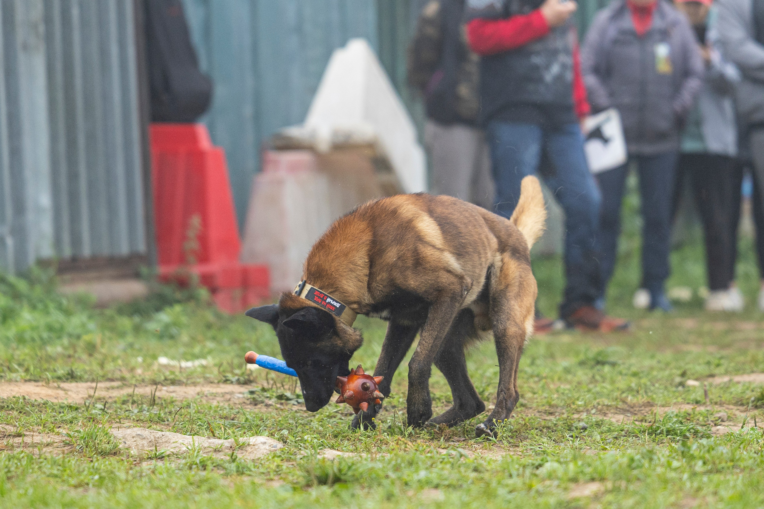 Соревнования по Мондьорингу г. Вологда 10-11.08.2024. Фотограф-анималист Анна Маринич