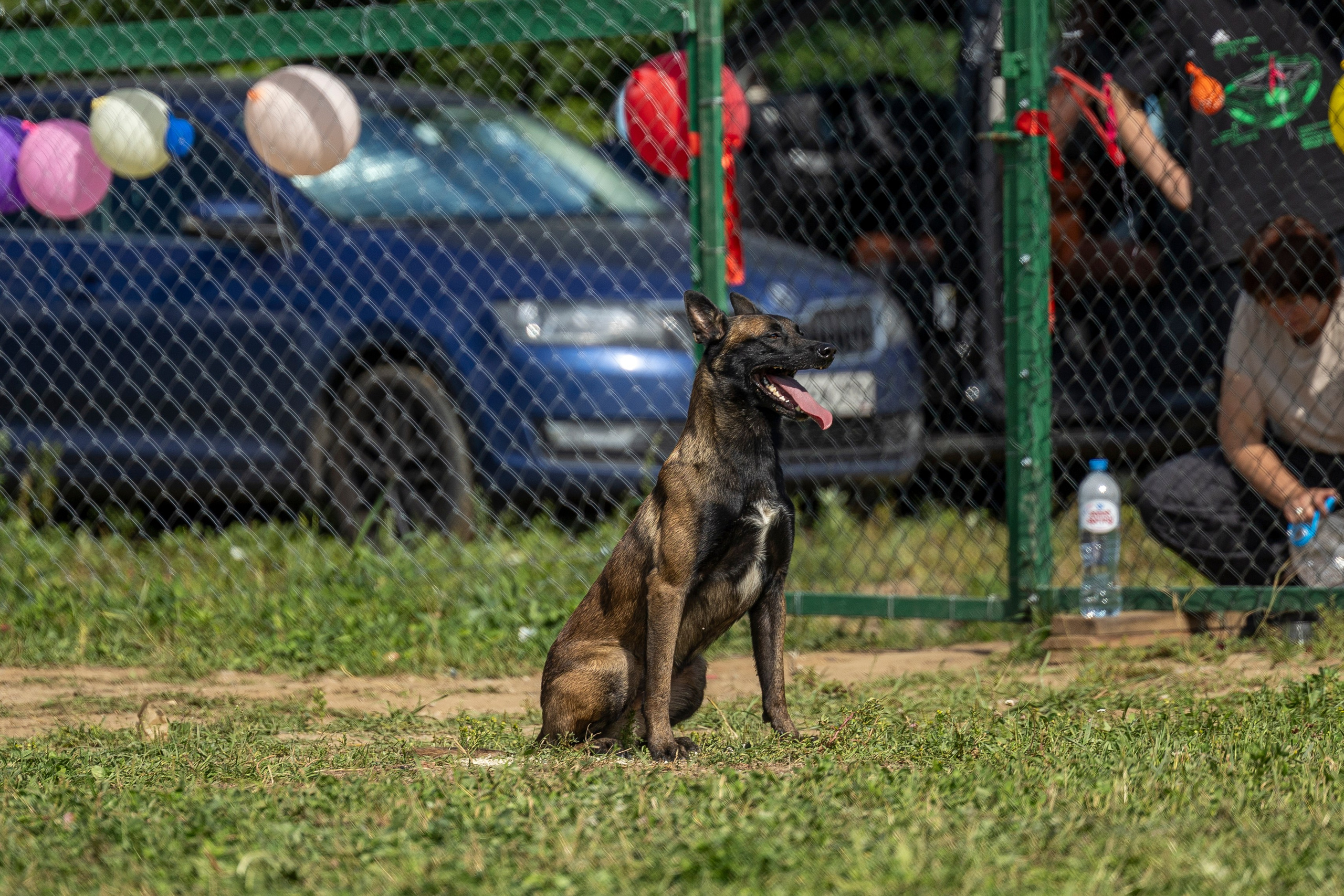 Соревнования по Мондьорингу г. Вологда 10-11.08.2024. Фотограф-анималист Анна Маринич