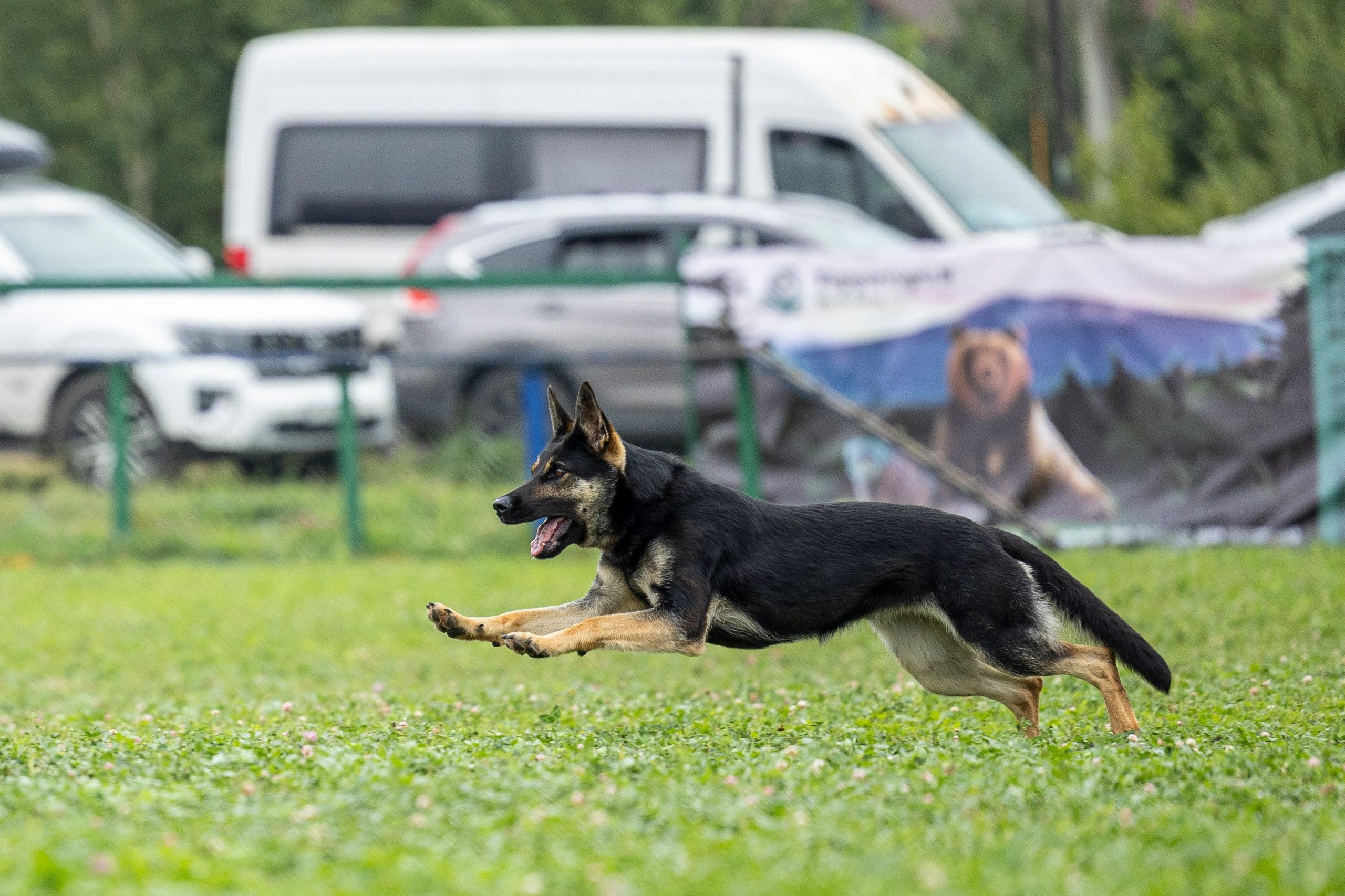 Соревнования по Мондьорингу г. Вологда 10-11.08.2024. Фотограф-анималист Анна Маринич