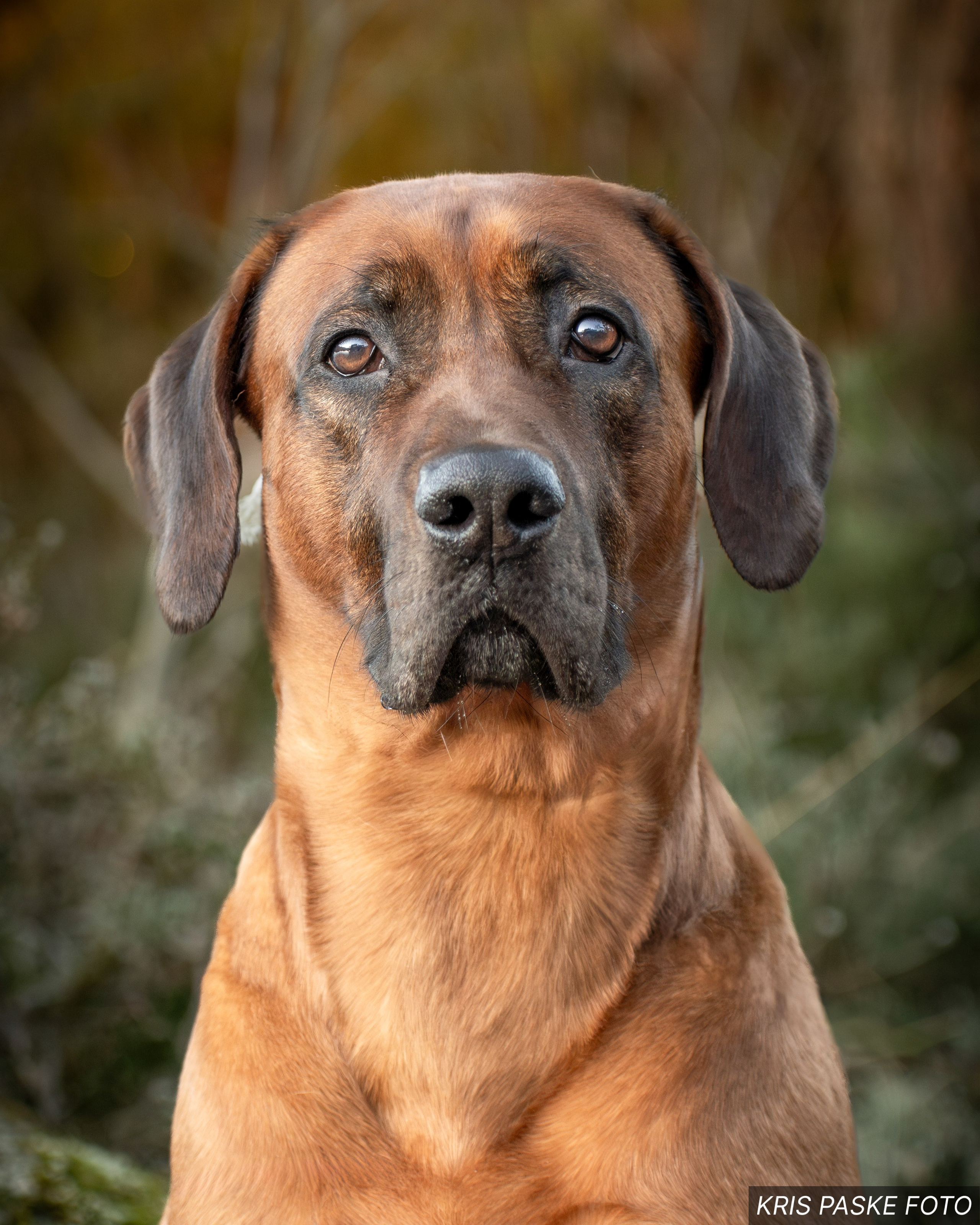 Отзывы. Фотограф-анималист Юлия Зубкова