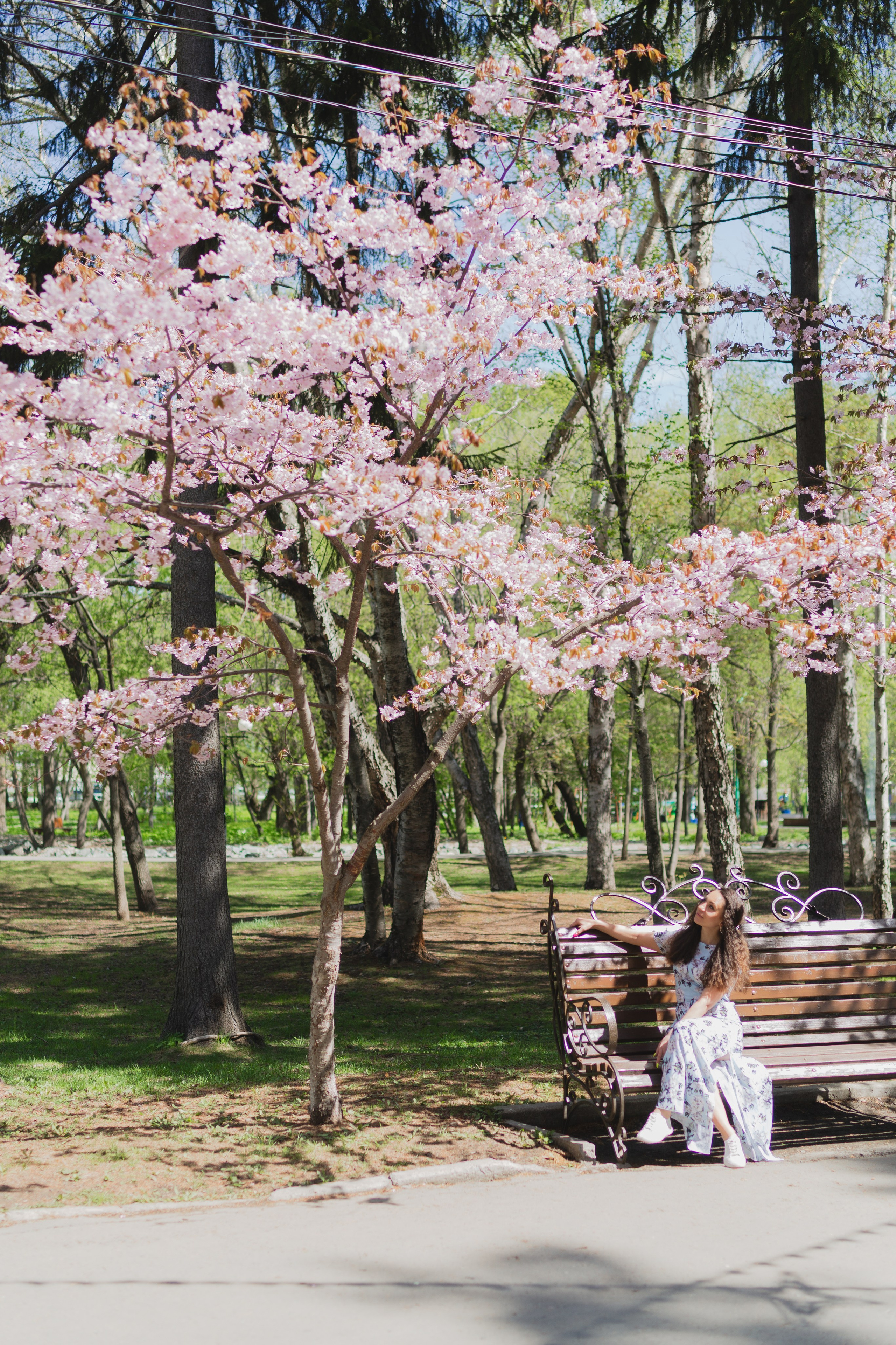 Настя и сакура. Фотограф Южно-Сахалинск