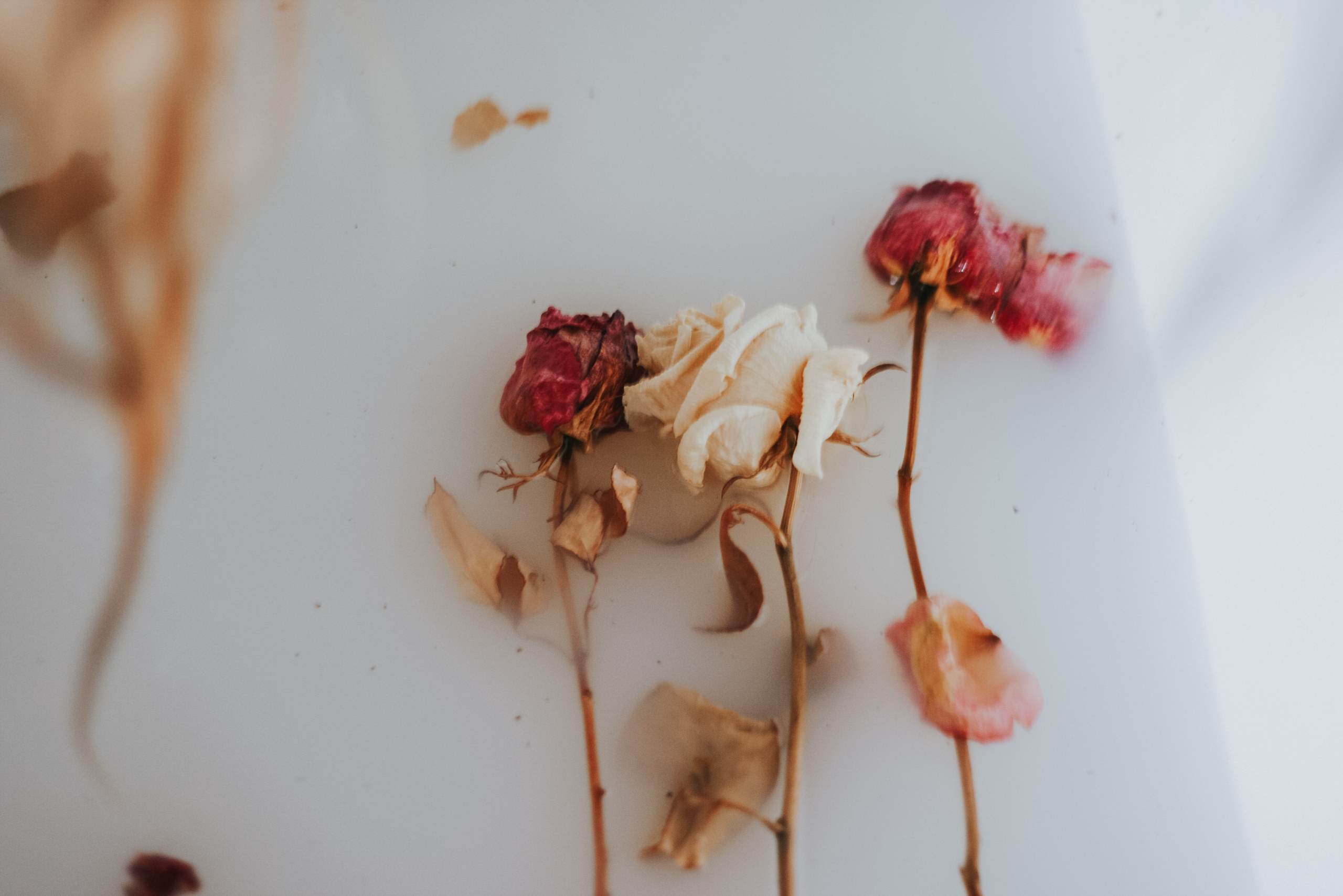 Молоко и розы. Espero Photographer — Фотограф в Санкт-Петербурге