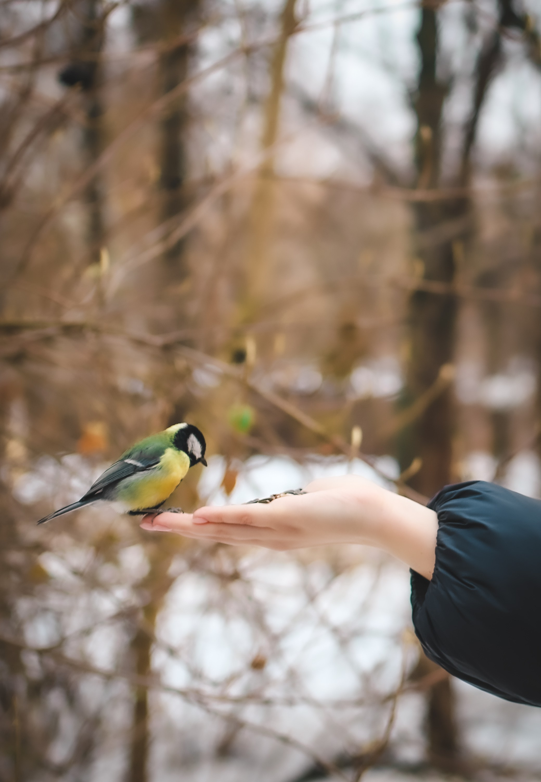Московская птичка. Фотограф беременности и семейных историй Эльвира Акарибе в городе Краснодар!