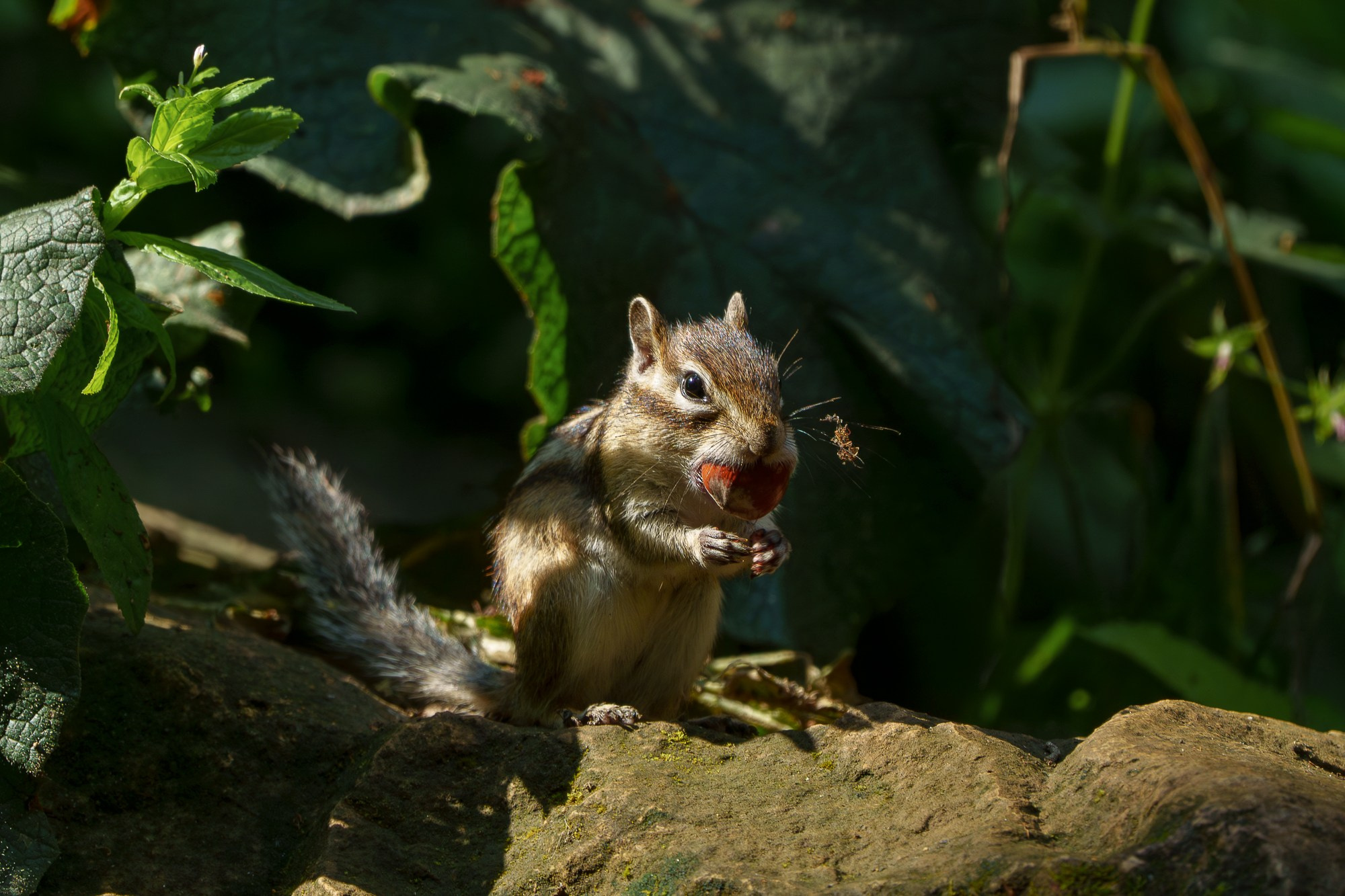 Животные. Ваш личный фотограф Марина Волкова