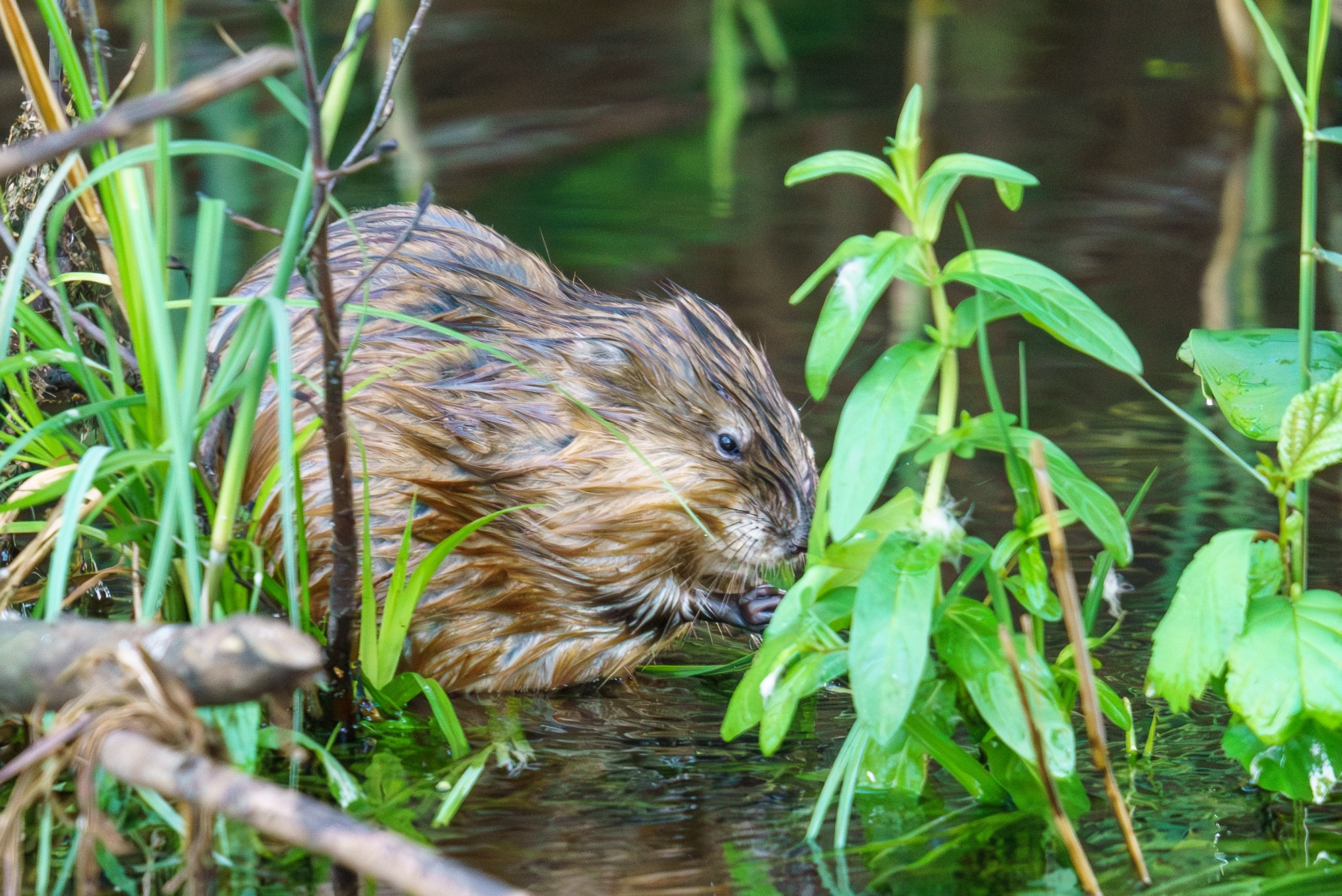 Животные. Ваш личный фотограф Марина Волкова