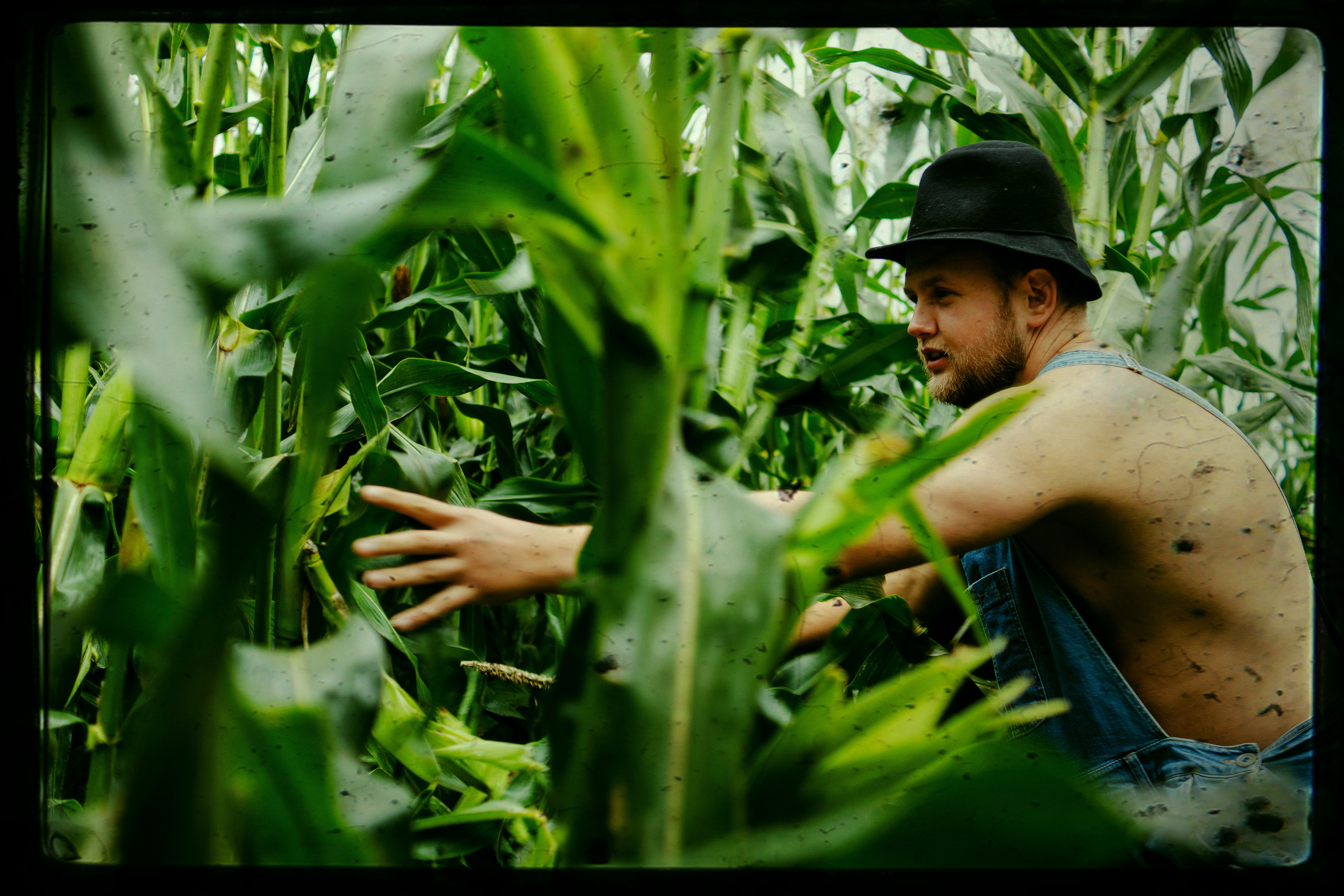 Кукуруза. Фотограф в Санкт-Петербурге Павел Жуков
