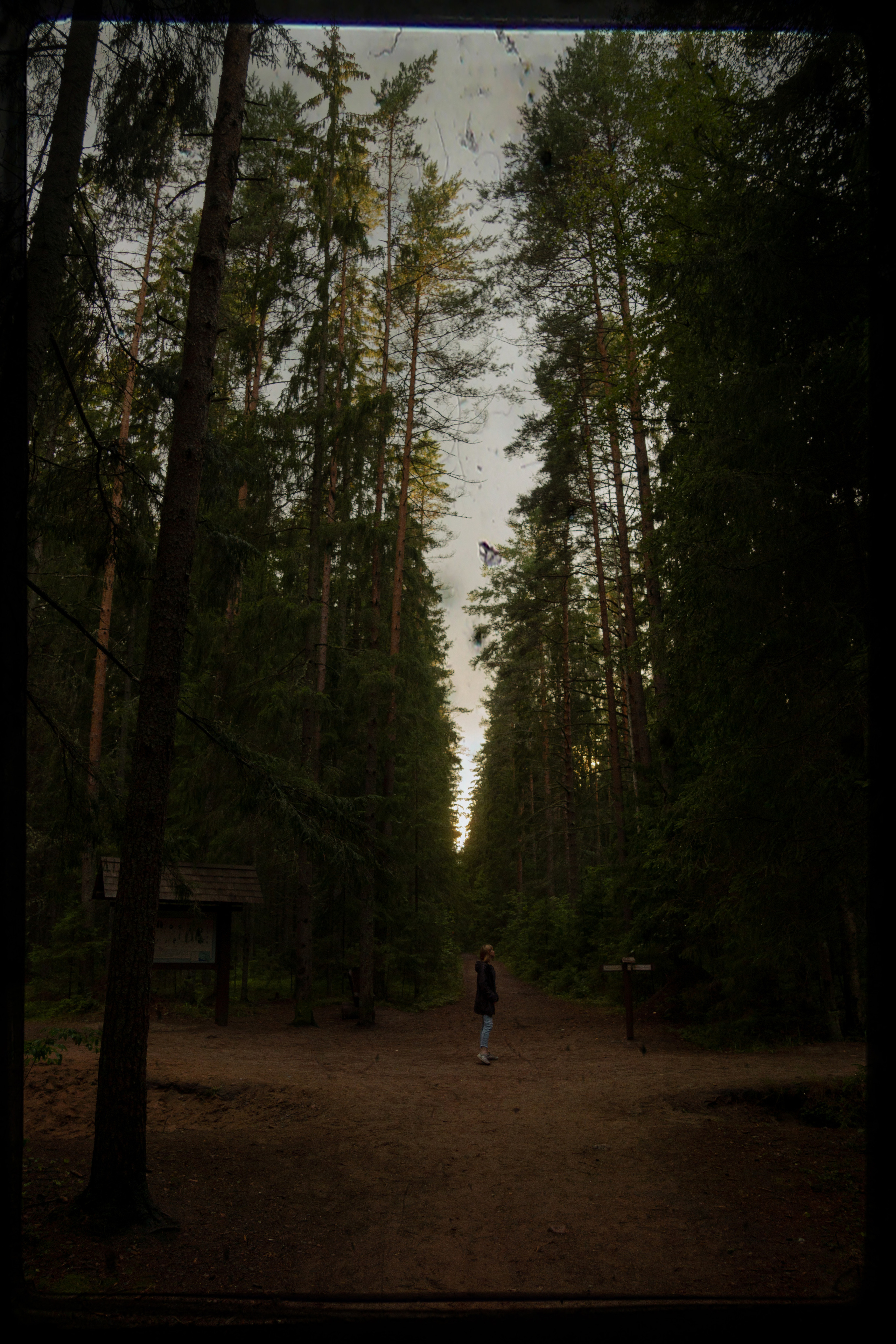 Комарово. Фотограф в Санкт-Петербурге Павел Жуков