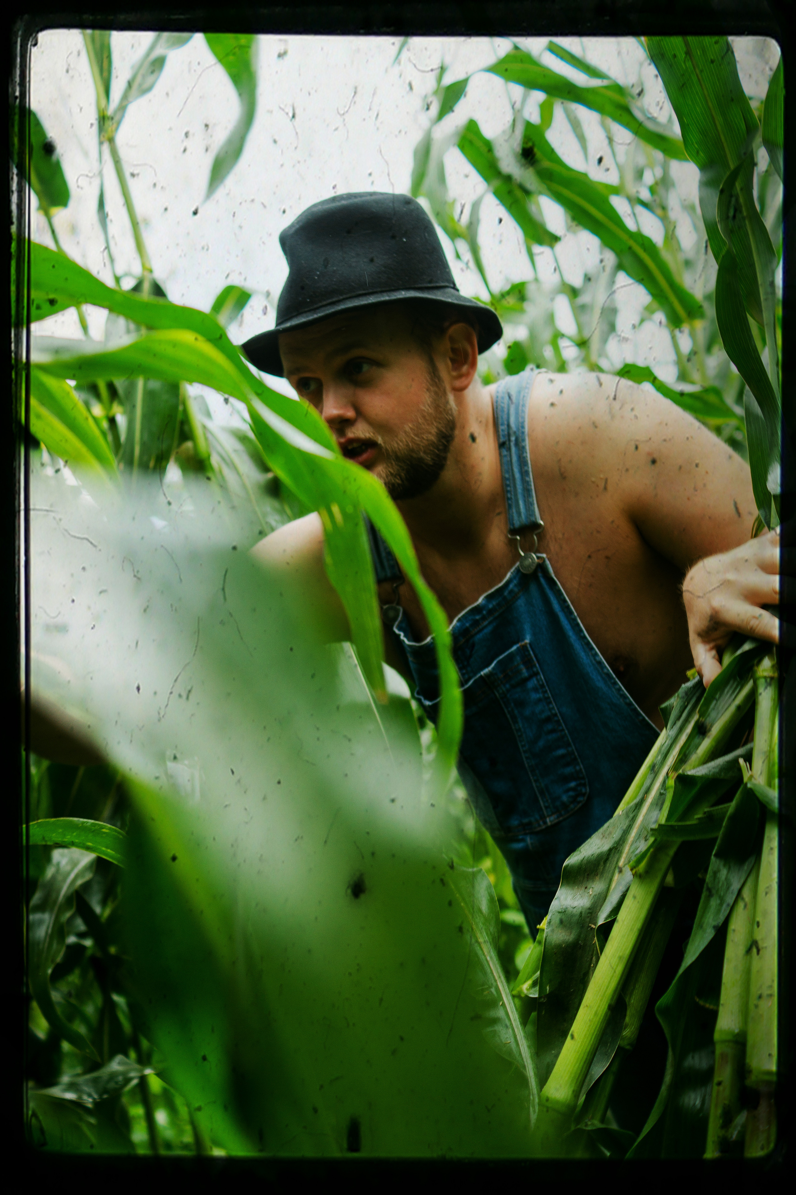 Кукуруза. Фотограф в Санкт-Петербурге Павел Жуков