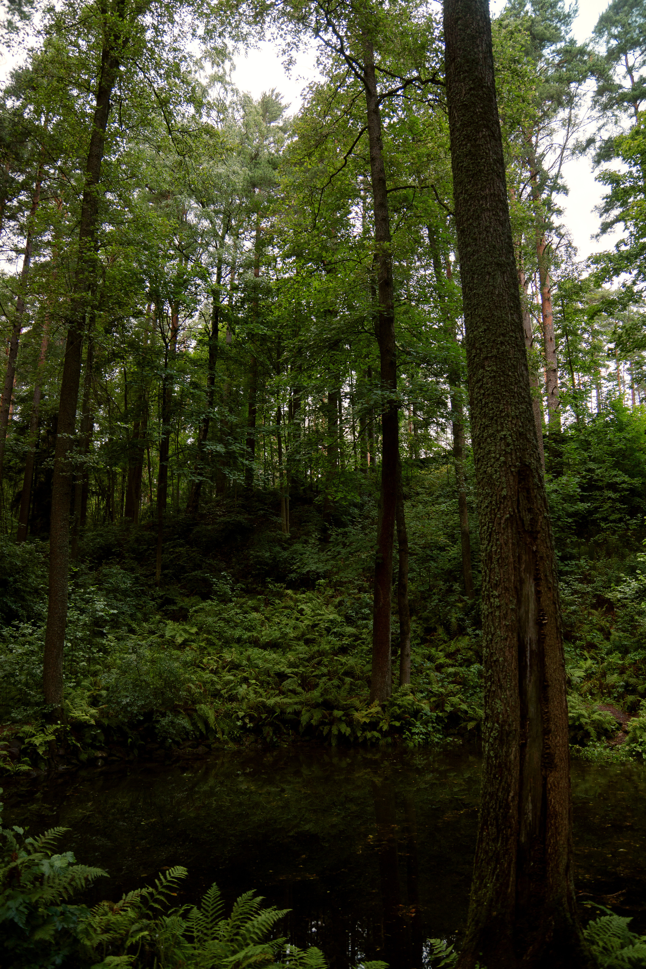 Комарово. Фотограф в Санкт-Петербурге Павел Жуков