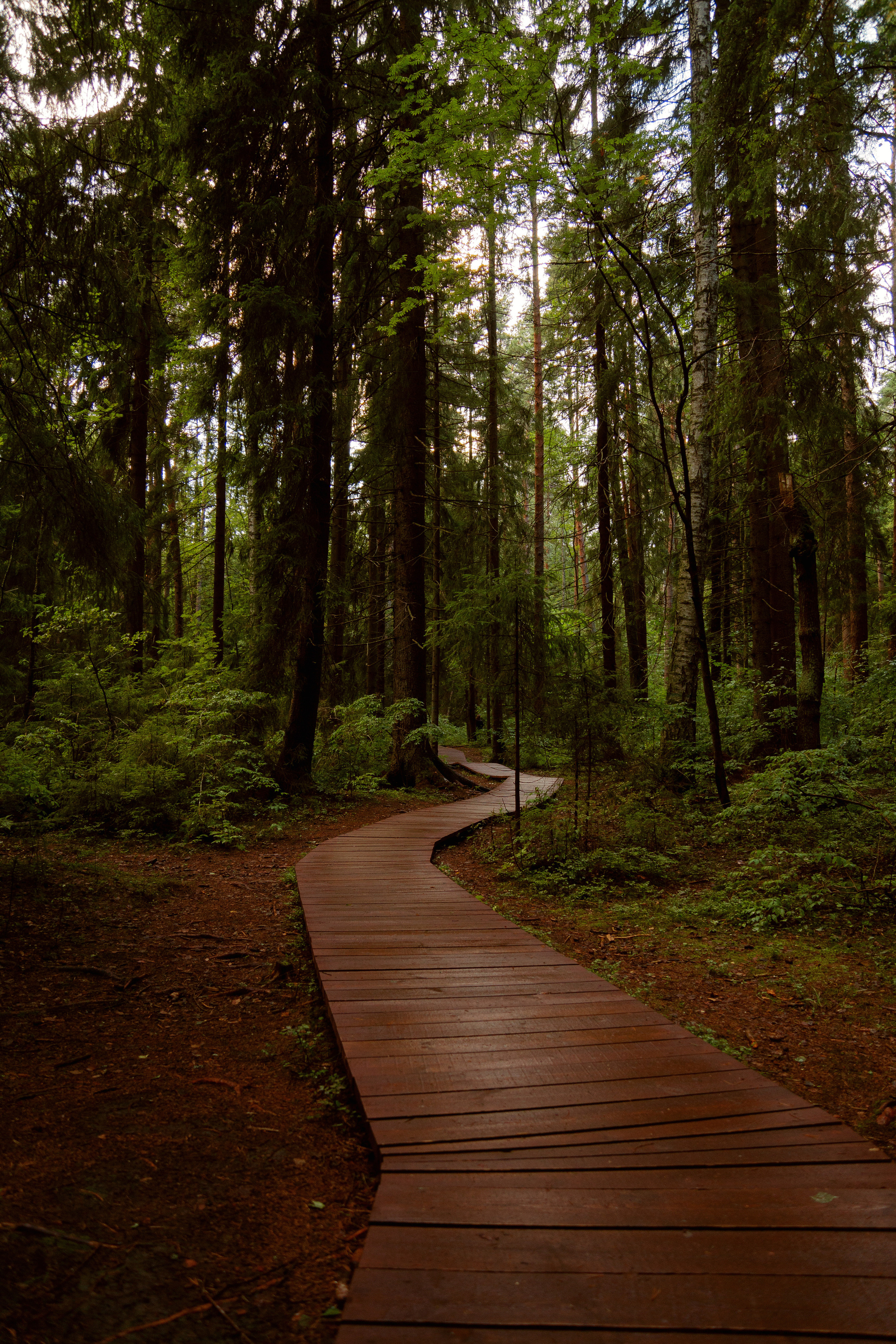 Комарово. Фотограф в Санкт-Петербурге Павел Жуков