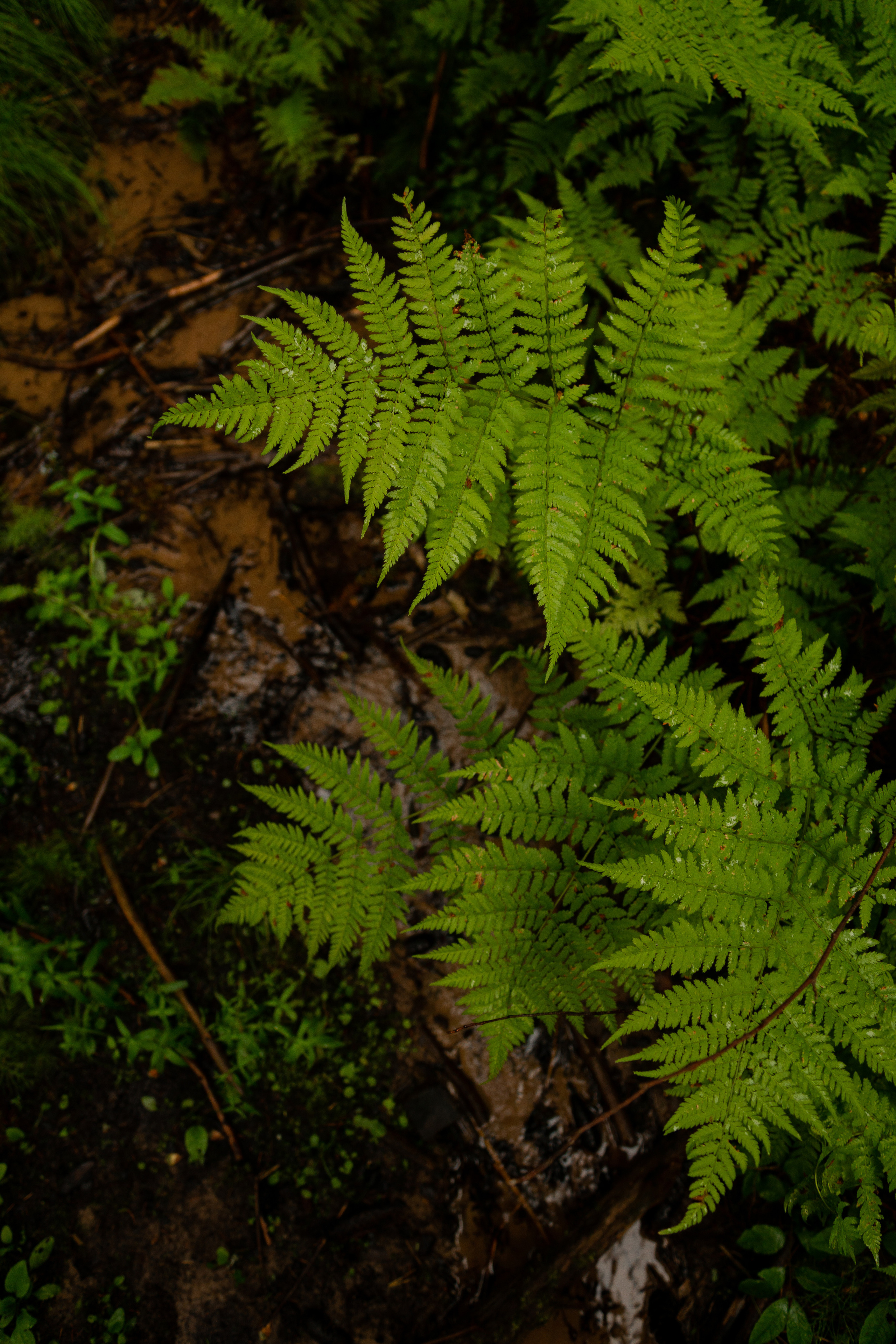 Комарово. Фотограф в Санкт-Петербурге Павел Жуков
