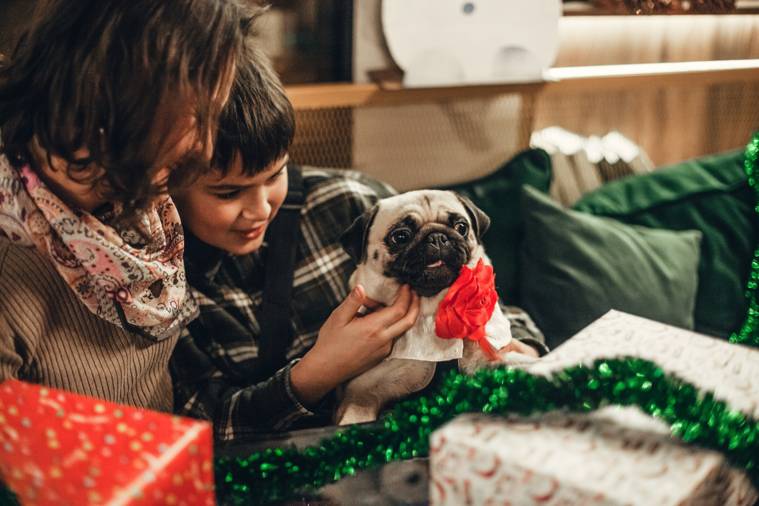 Мопсовстреча 02.12.2023. Фотограф-анималист Татьяна Степанова