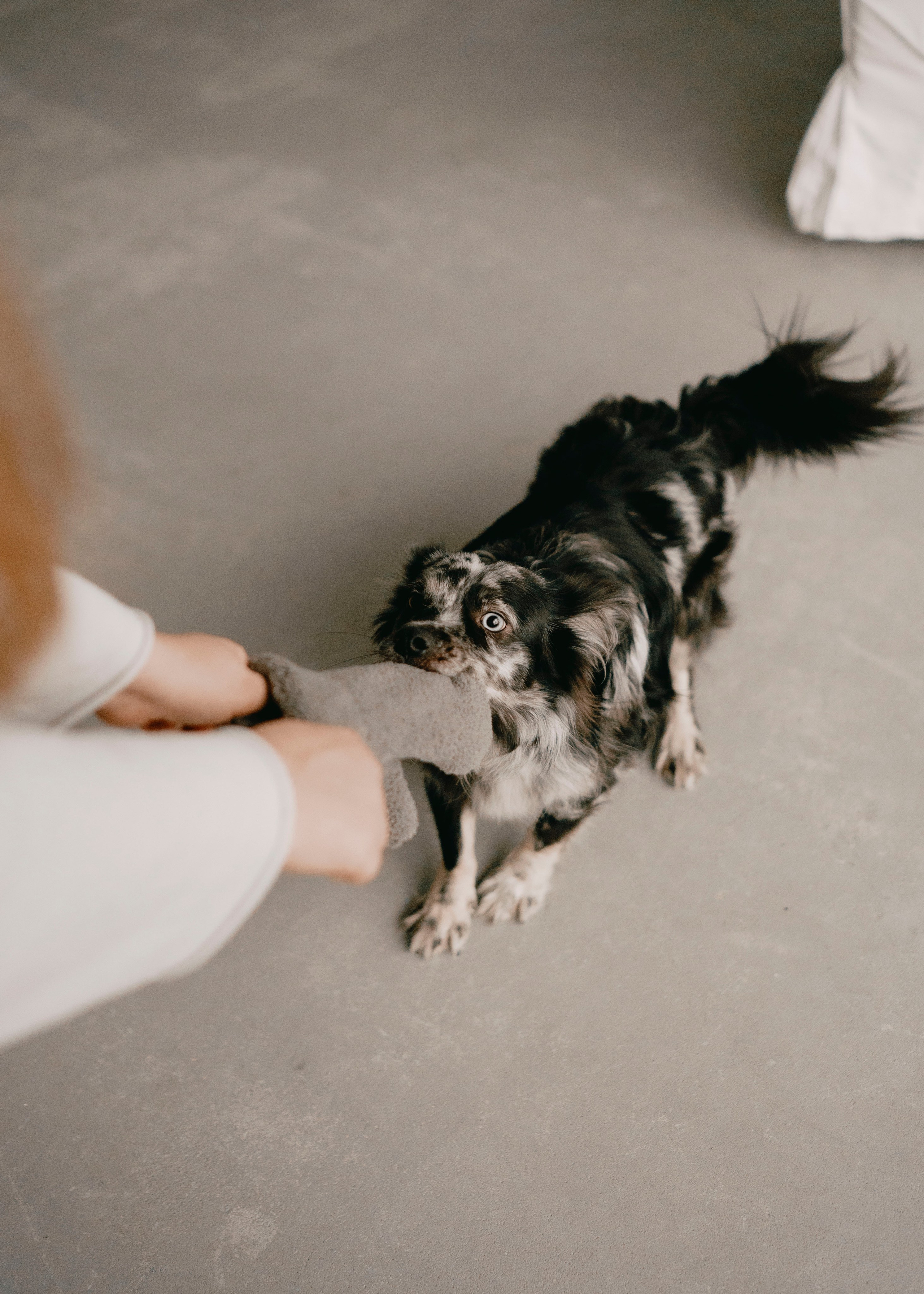 Бублик. Фотограф- анималист Александра Матвеева