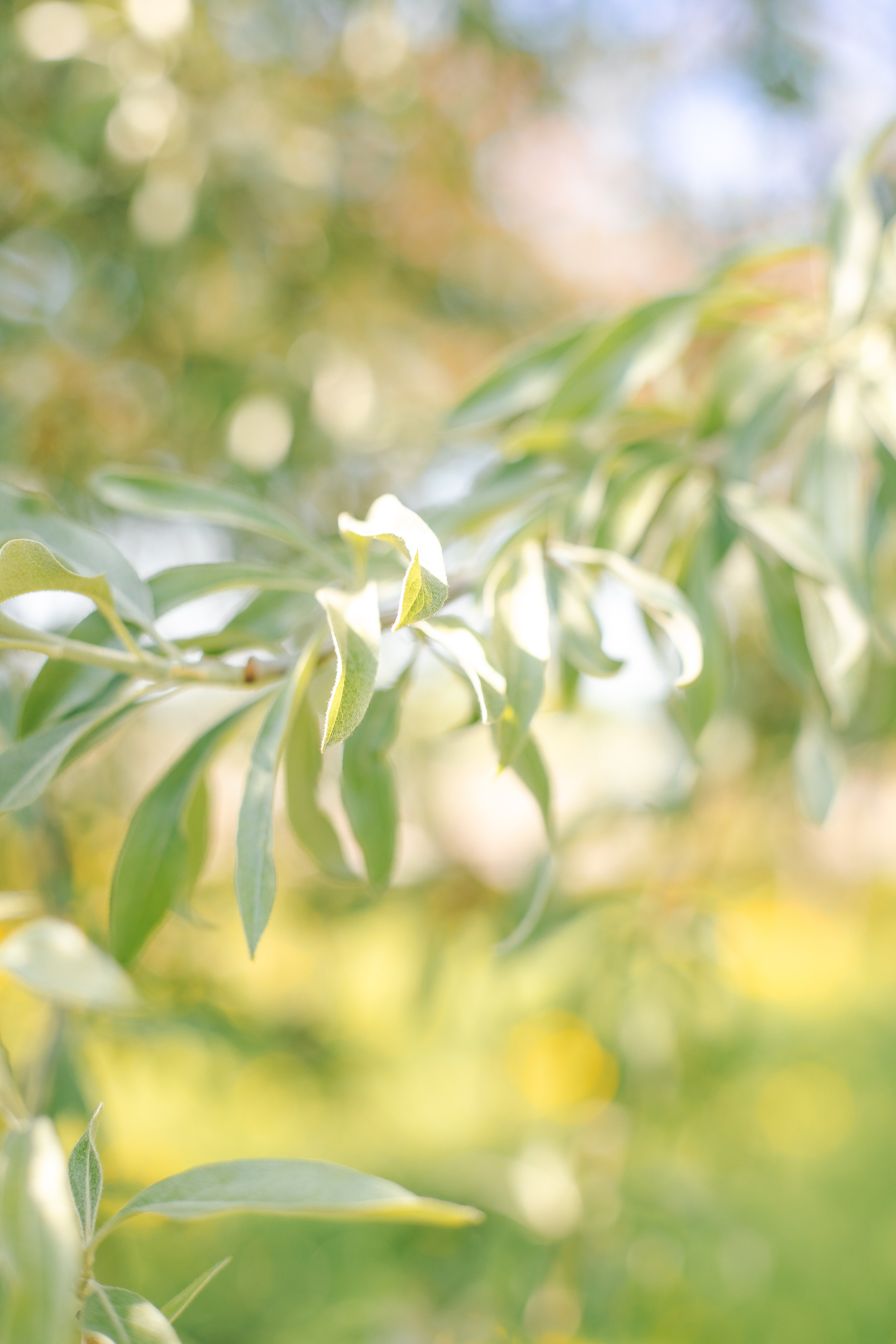 Мама и дочь прогулка в саду. Семейный фотограф Анна Скворцова