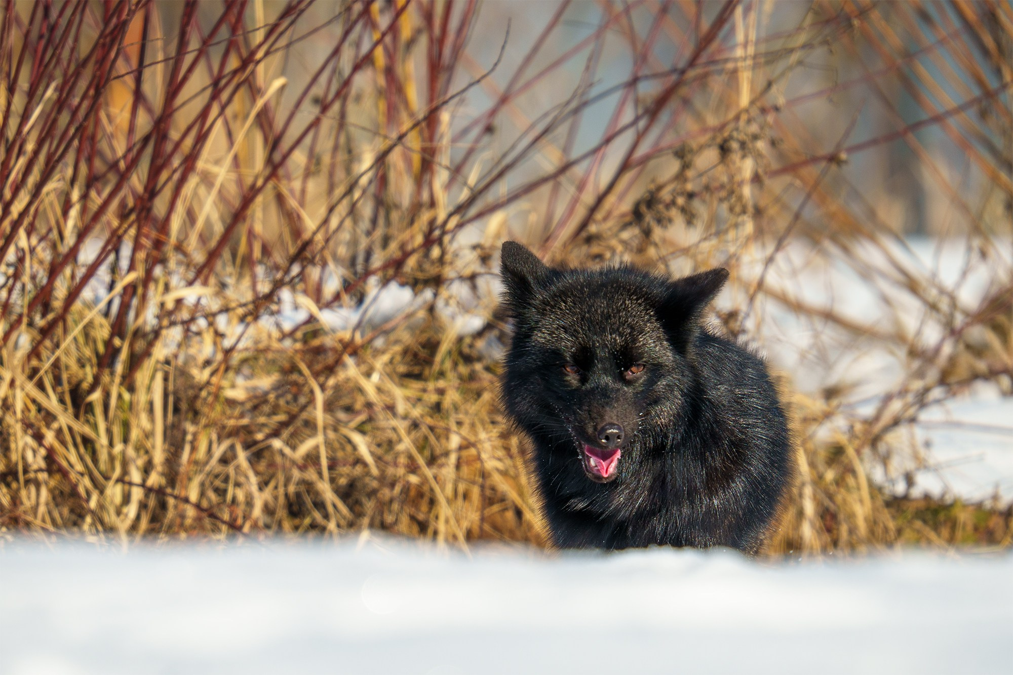 Животные. Ваш личный фотограф Марина Волкова