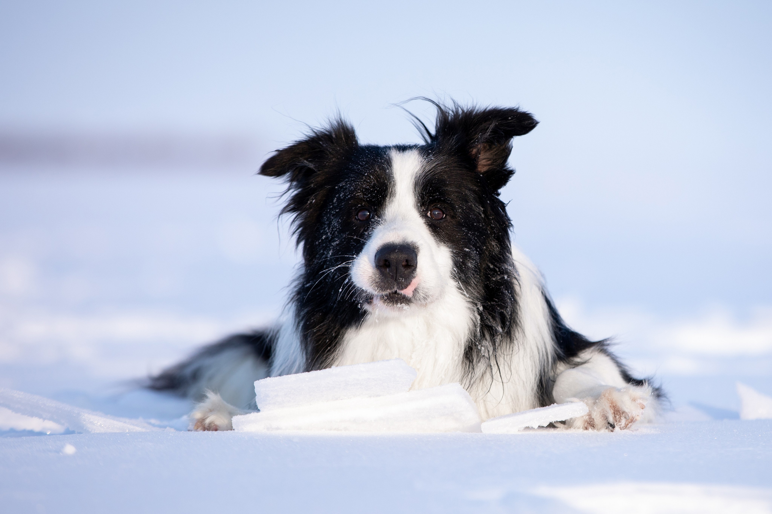 Мороз и солнце. О нас
