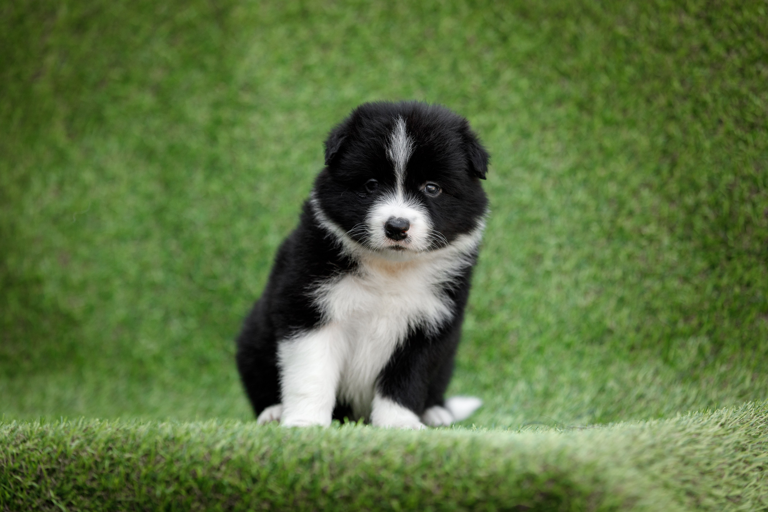 Смешарики. О нас