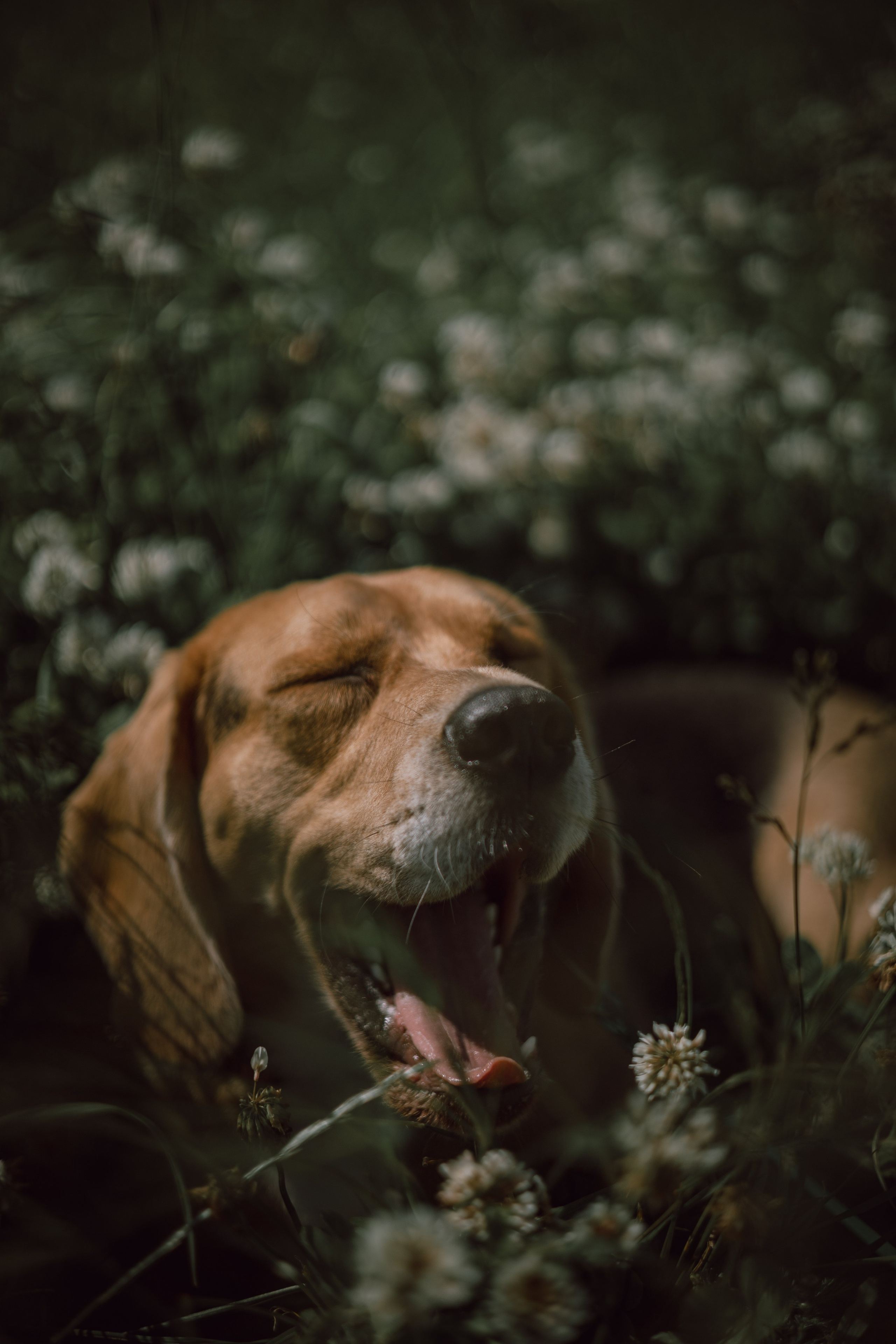 Оуджи и Катя. Фотограф — анималист •love-story•|Санкт-Петербург